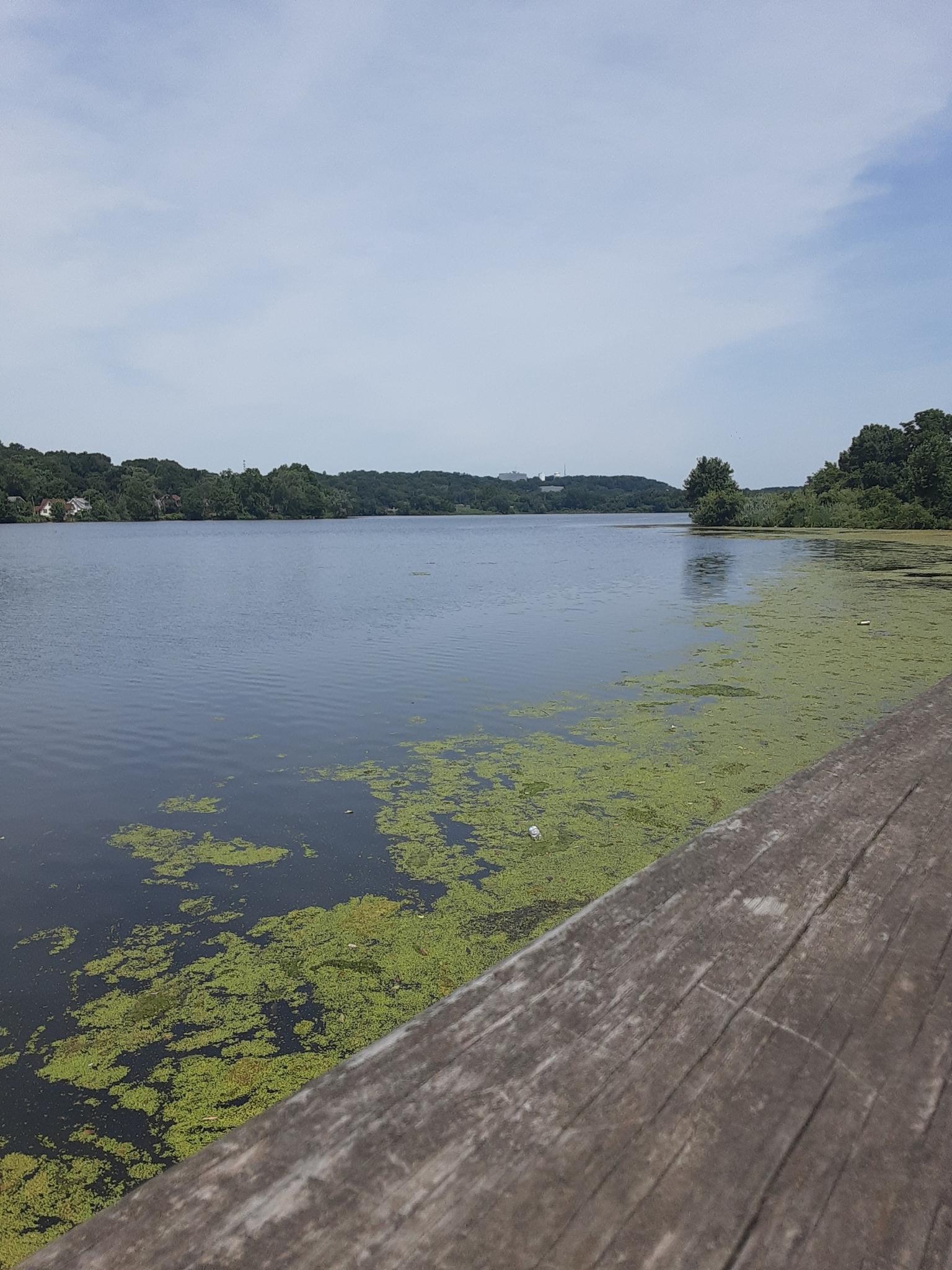 A lake with green algae and distant treeline under a bright sky.
