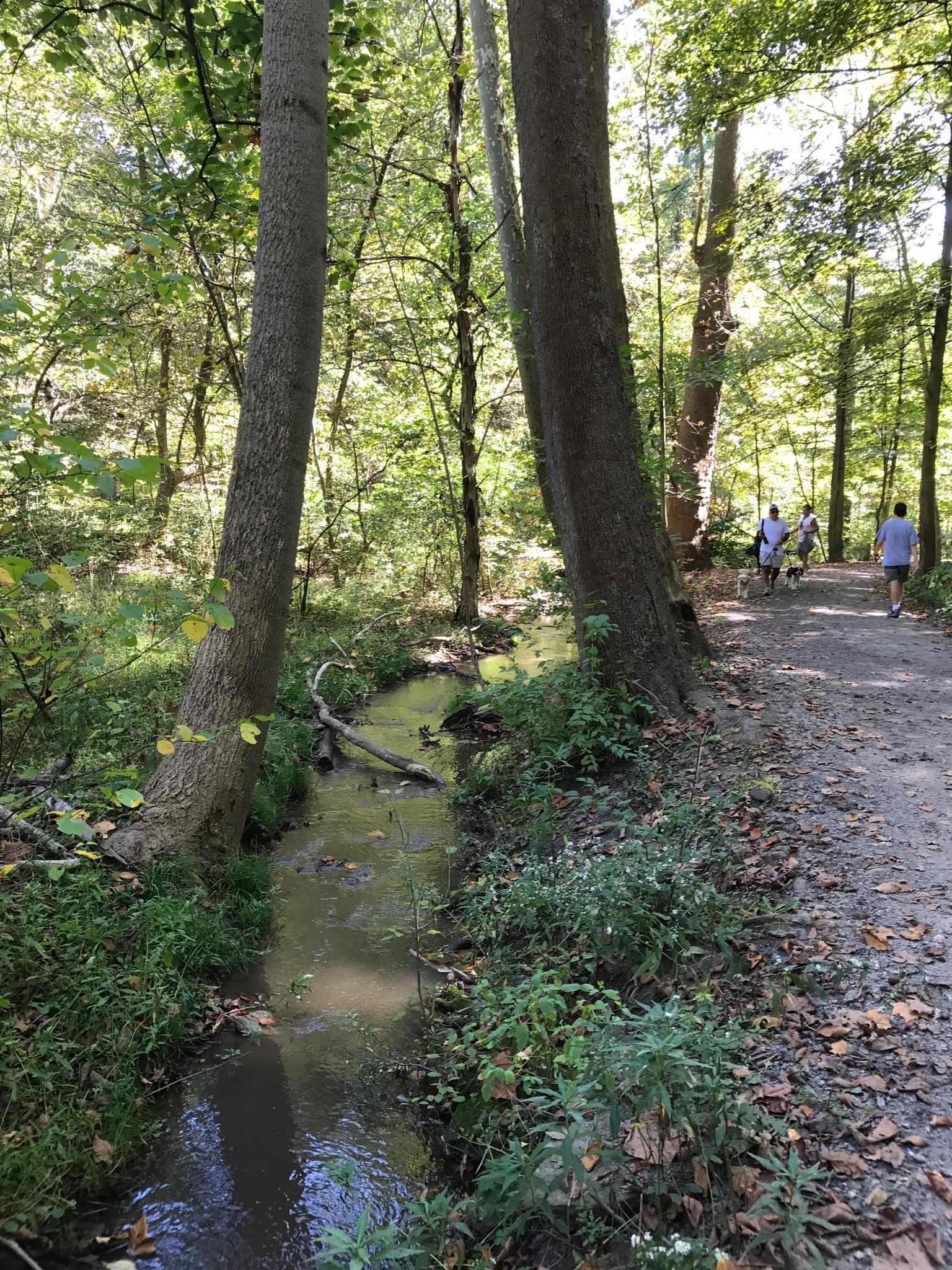 People walk on a sunlit dirt path beside a small stream in a forest.