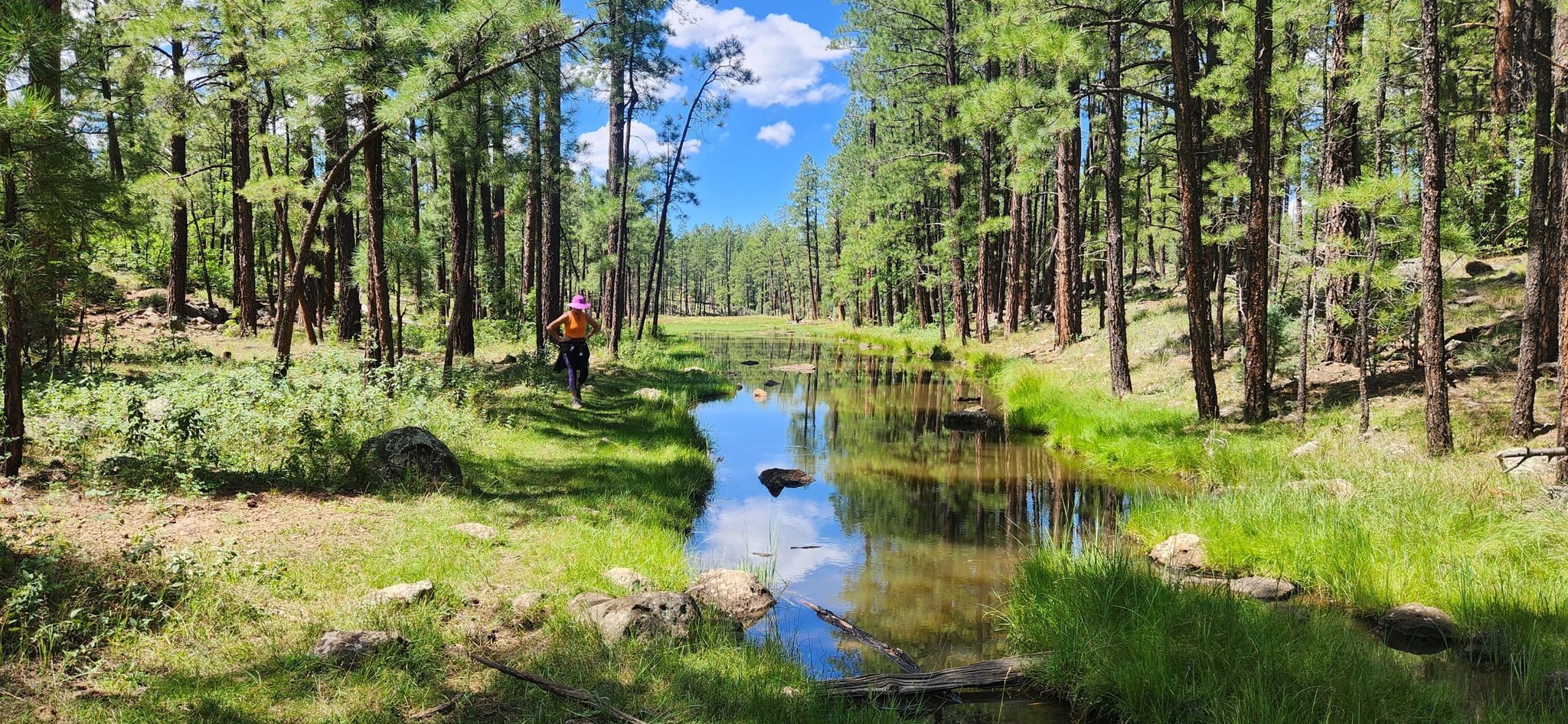 Person walking beside a reflective stream in a sunny pine forest. - Four Springs Trail