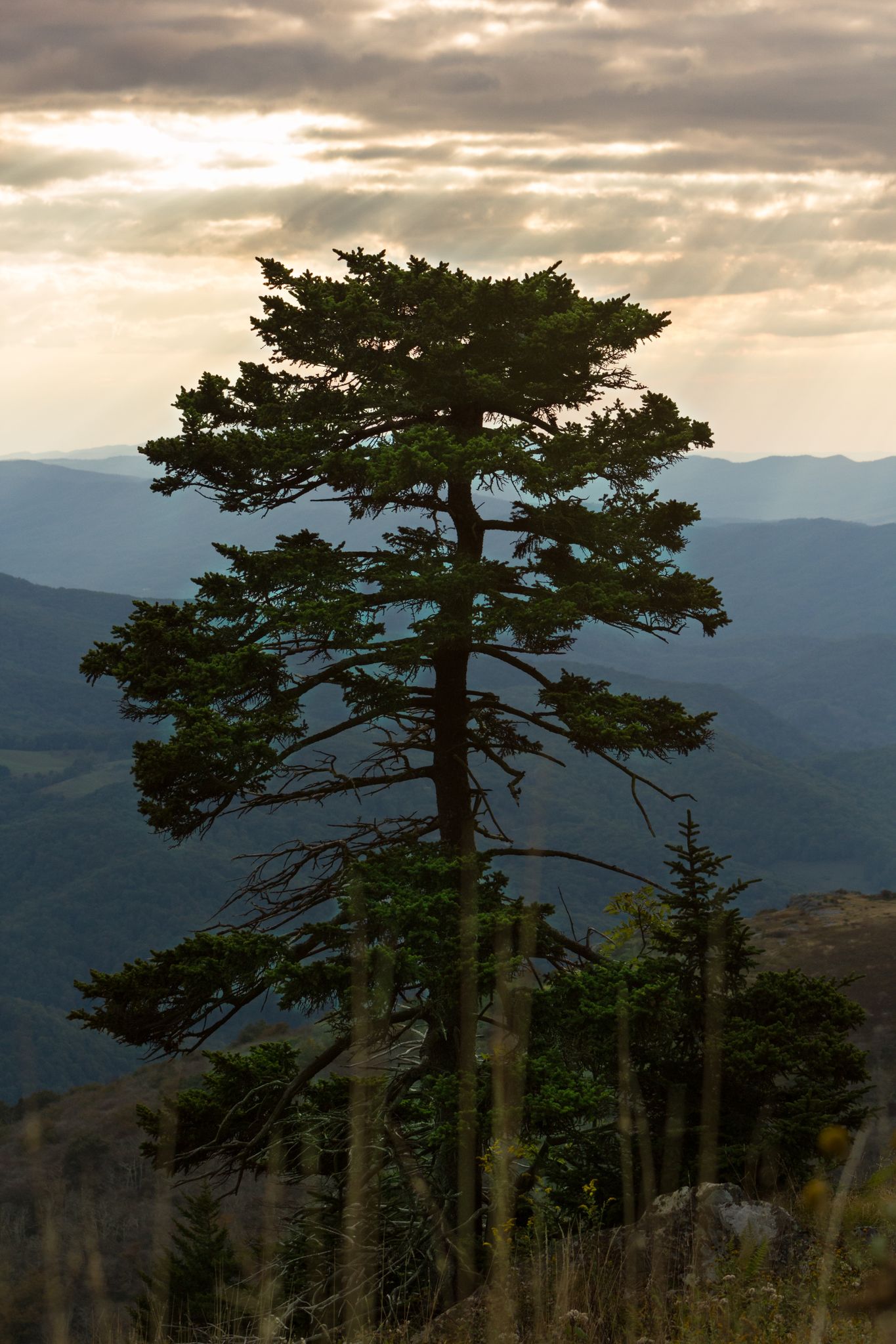 Large evergreen tree silhouetted against a cloudy, golden-hour sky over mountains. - Whitetop Mountain via Mud Creek Lane
