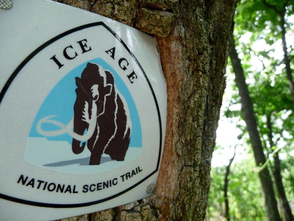 White trail marker with a mammoth logo on a tree trunk in a sunlit forest.