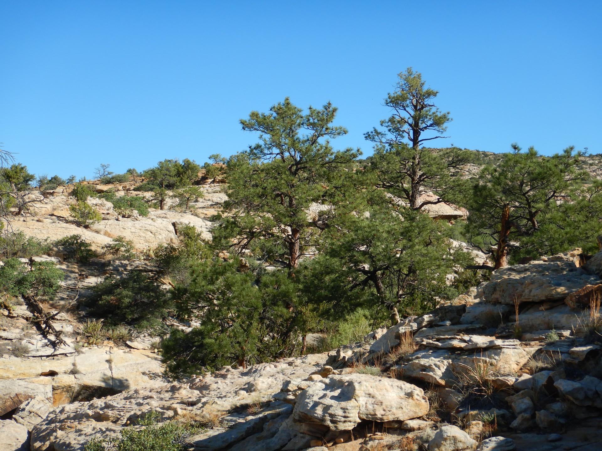 Rocky, arid landscape with scattered green trees under a clear blue sky.