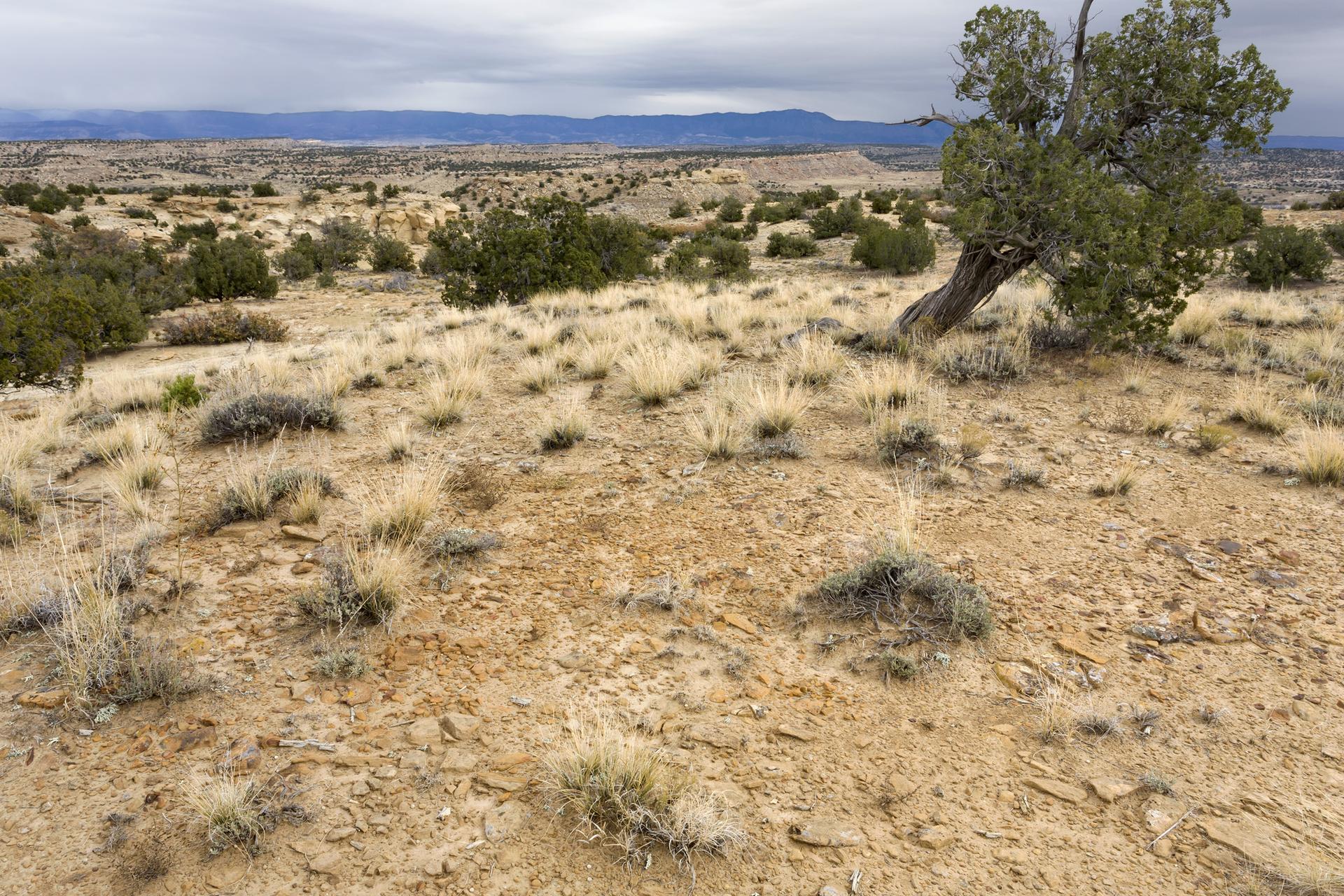 Arid landscape with dry grass, scattered shrubs, and a leaning tree under cloudy skies.