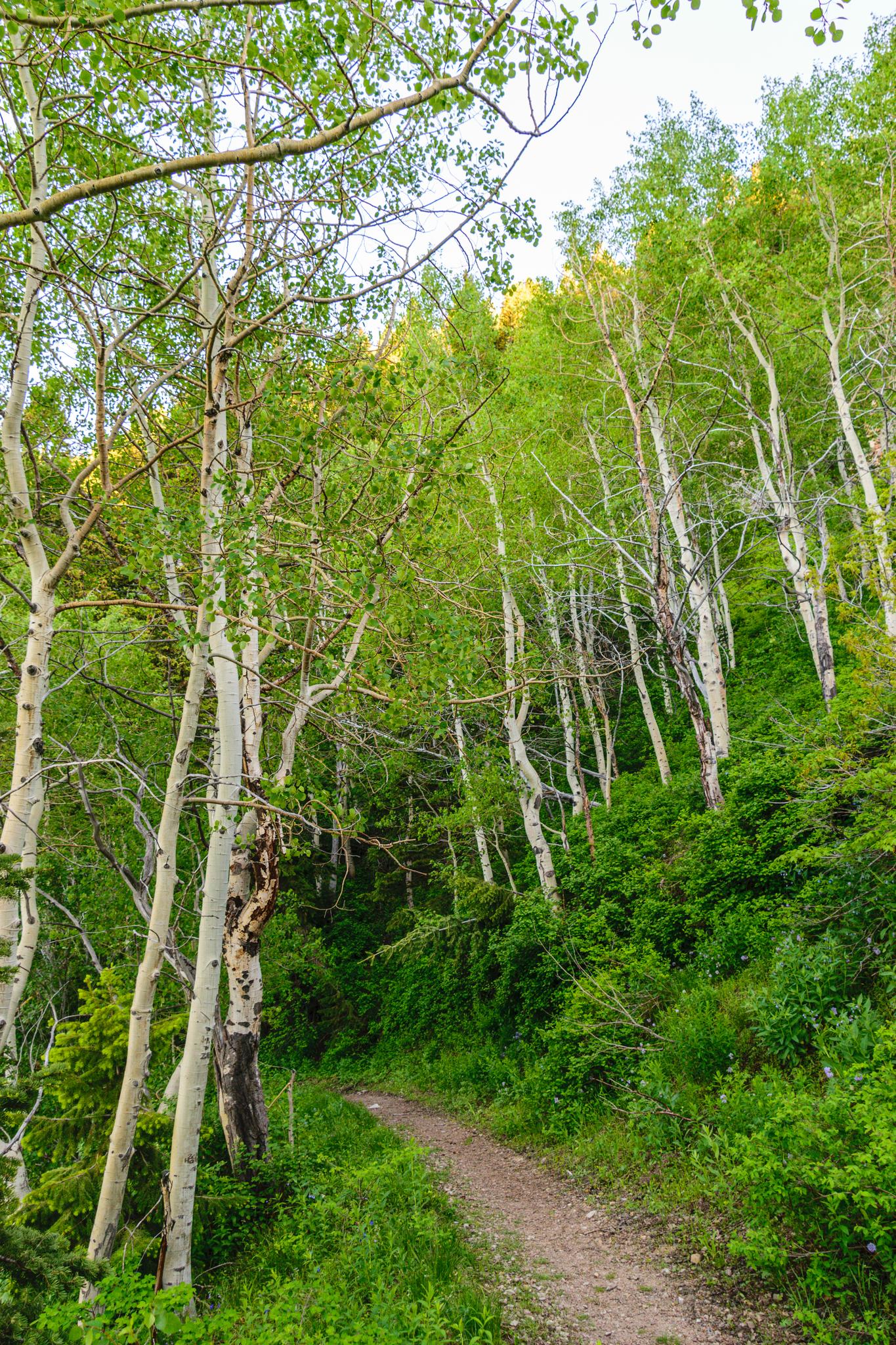 A dirt path winds through a vibrant green forest of tall, white-barked trees.