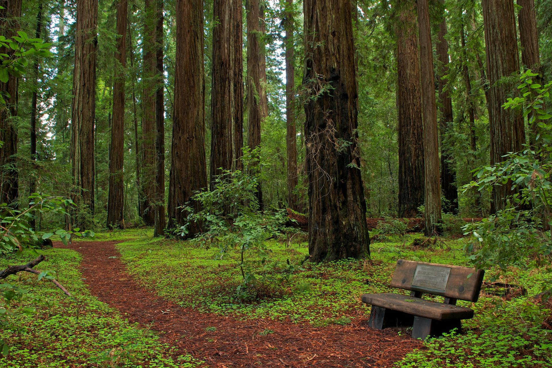A winding path and wooden bench in a serene forest of tall trees.