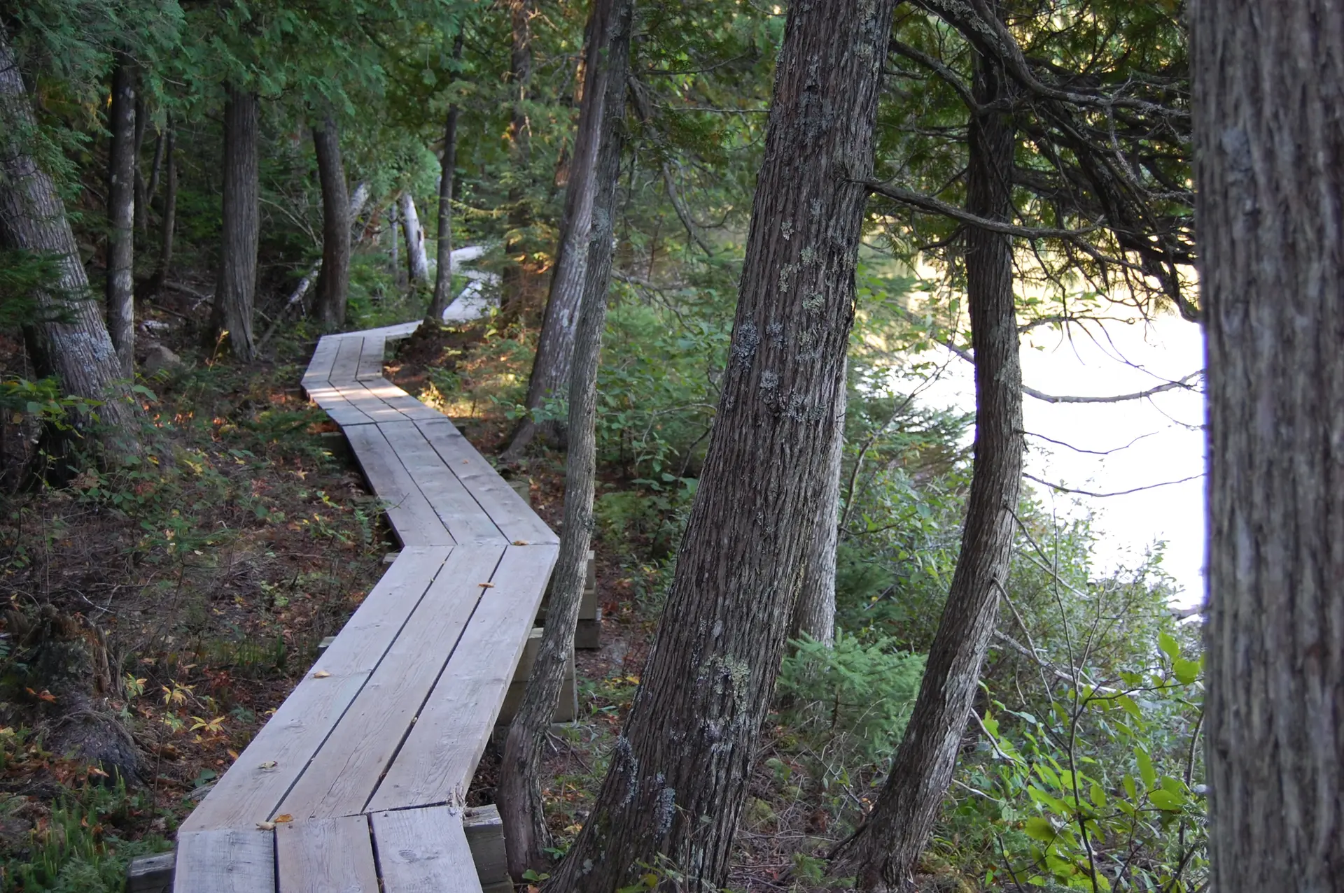 A winding wooden boardwalk through a dense forest next to water.