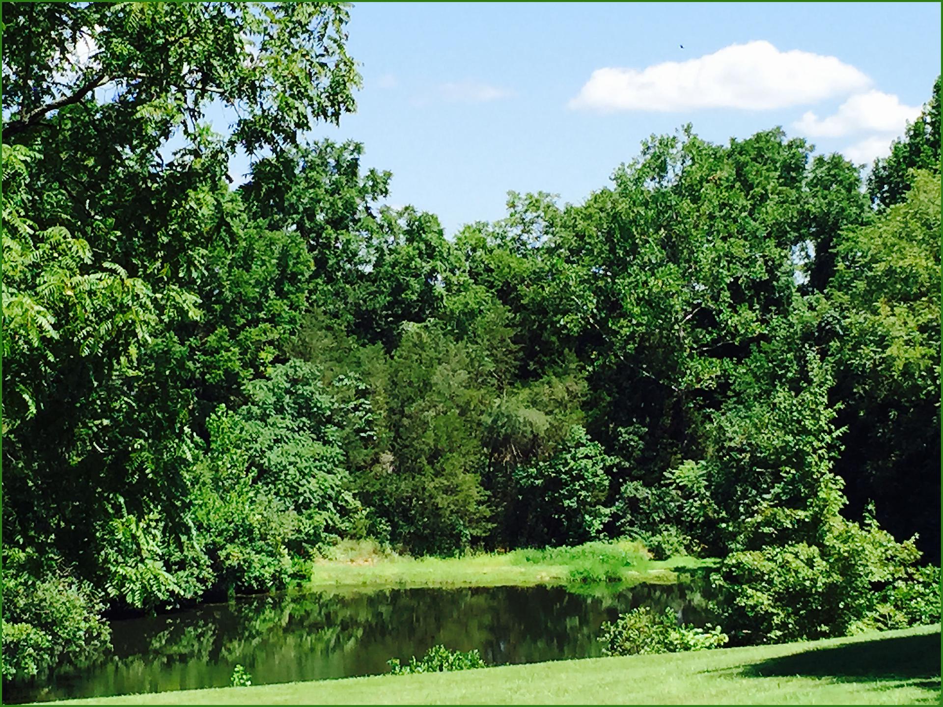 A serene pond reflects lush green trees under a bright blue sky.