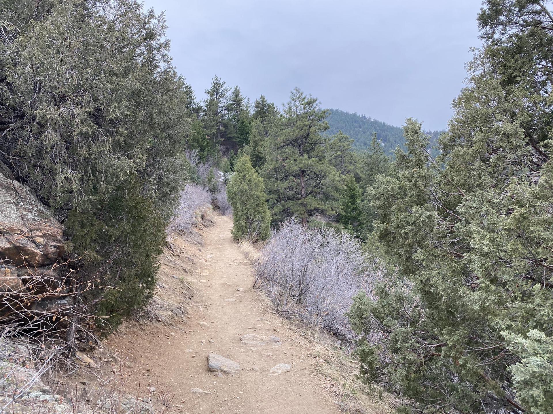 A dirt trail winds through evergreen trees and dry bushes on an overcast day.
