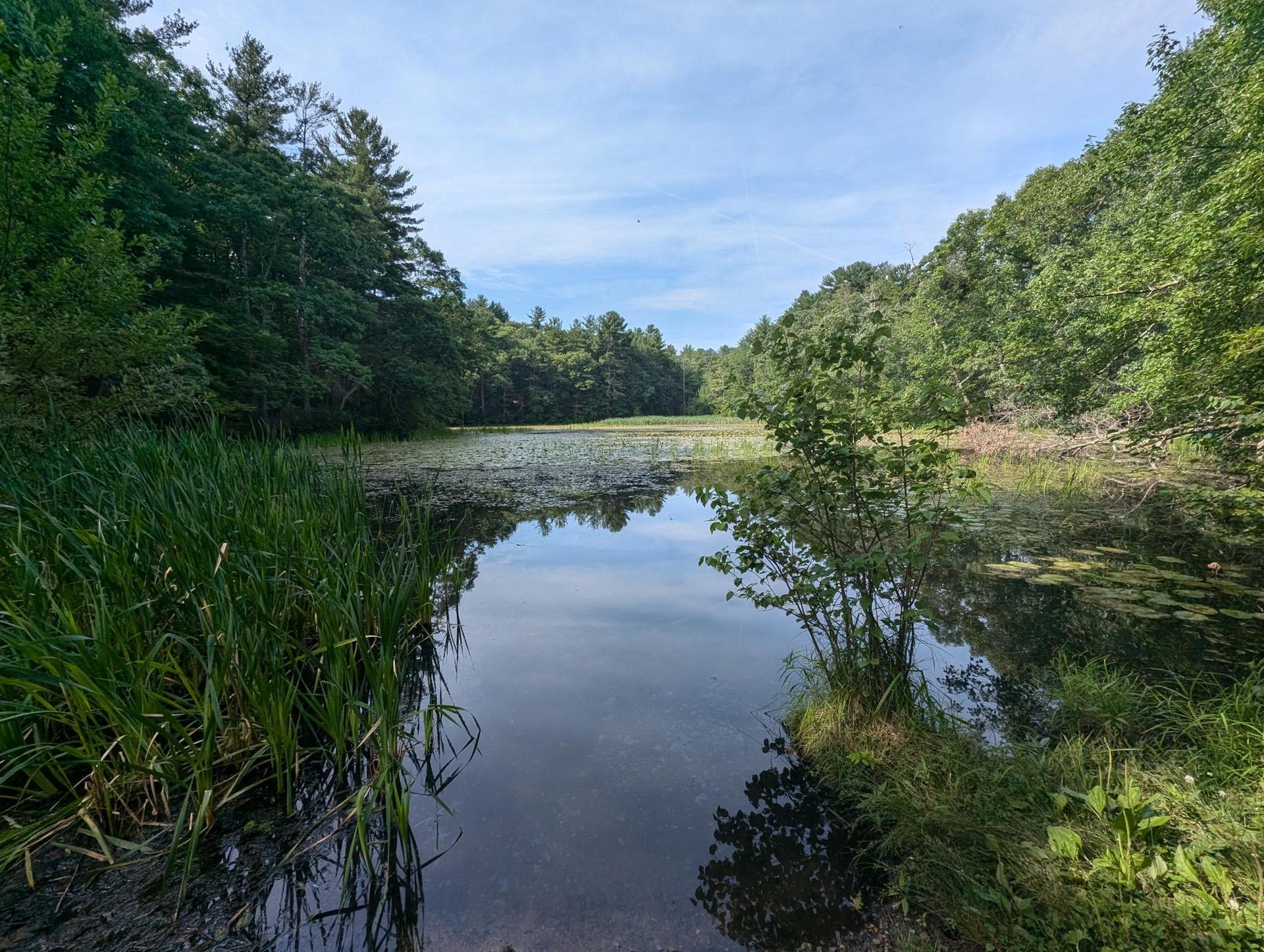 A calm pond surrounded by lush green trees and tall grass under a bright sky.