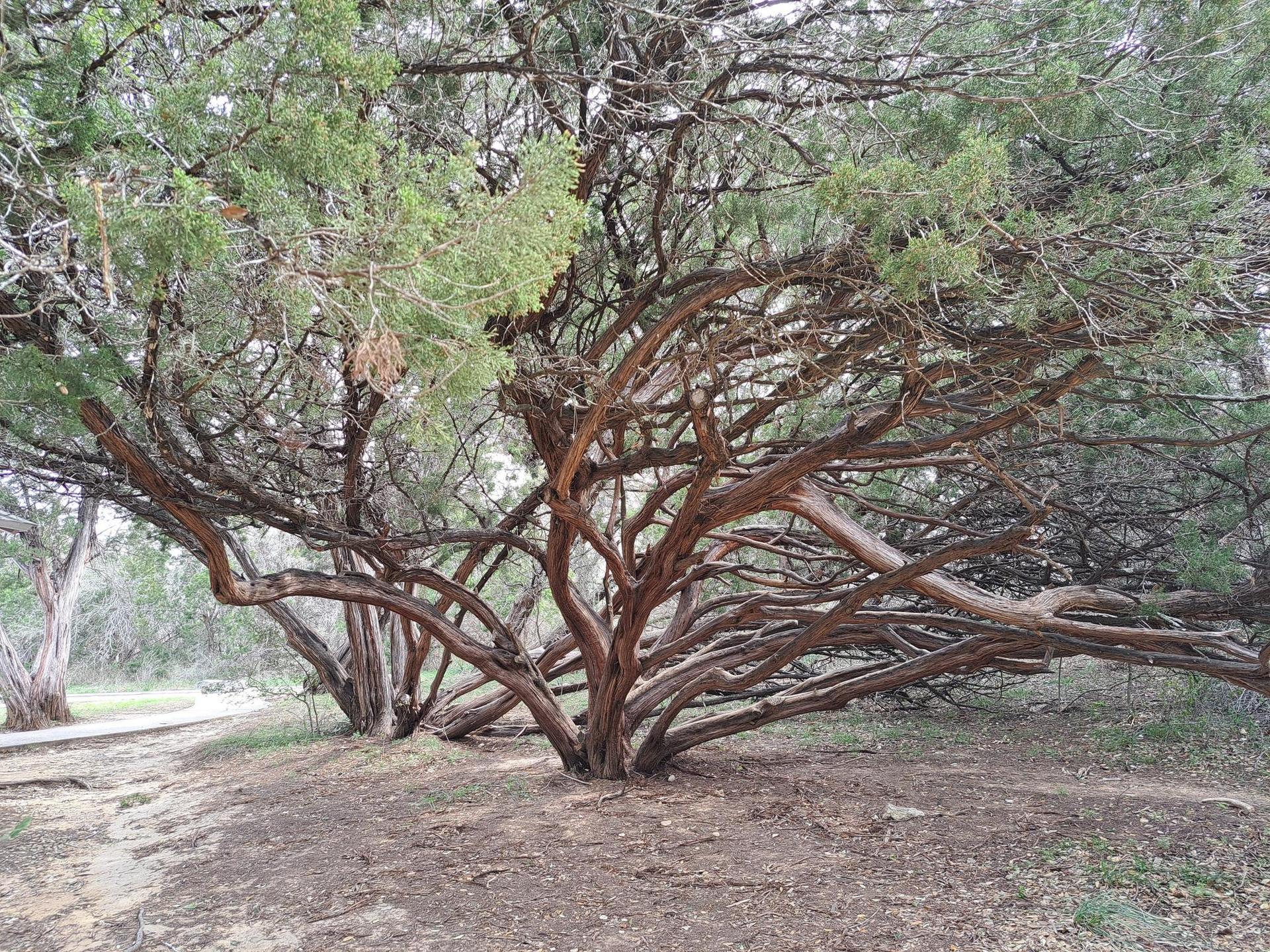 A large, gnarled tree with many branches on a forest floor.