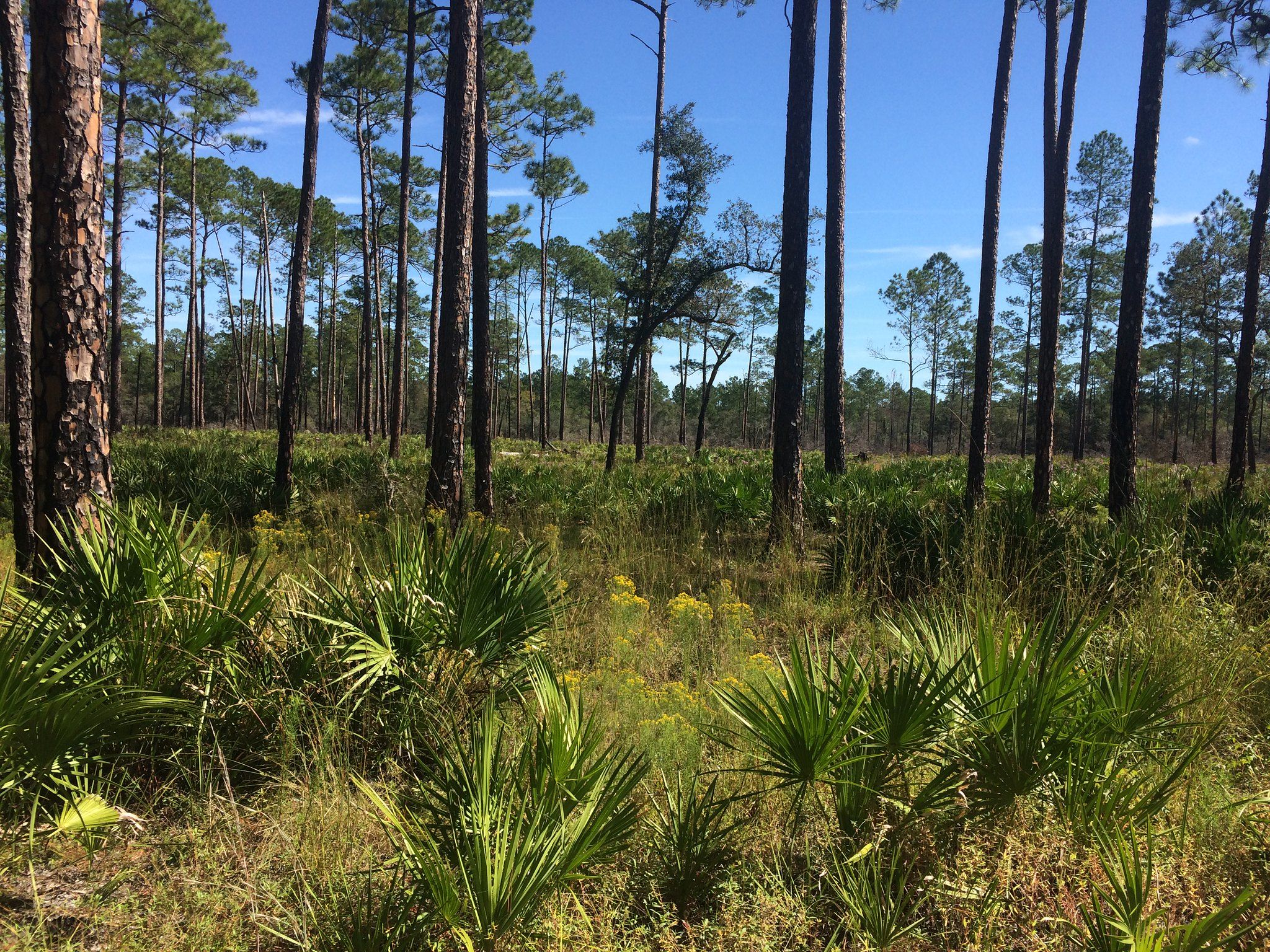 Sunny pine forest with tall trees and dense green undergrowth, clear blue sky. - Parener’s Branch Trail loop