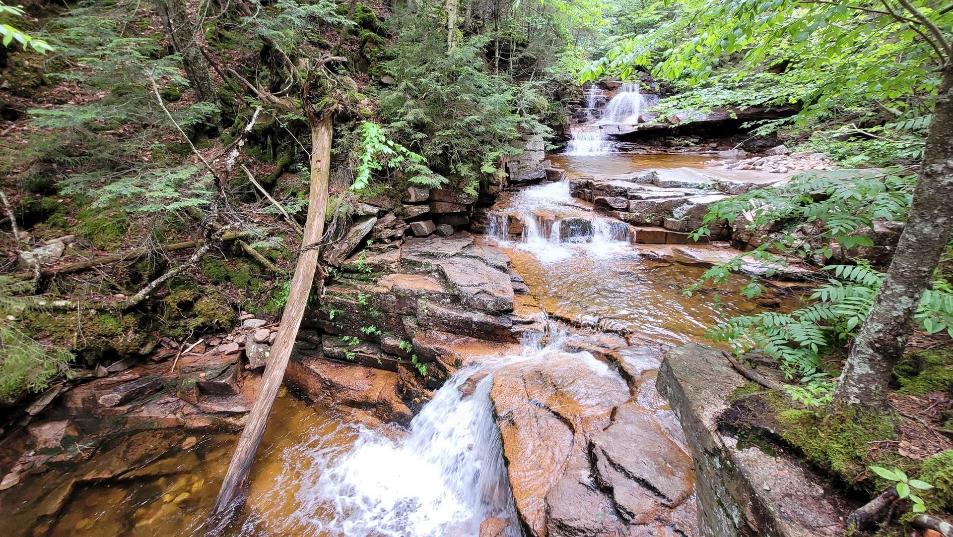 Serene forest waterfall cascading over mossy rocks amidst lush greenery.