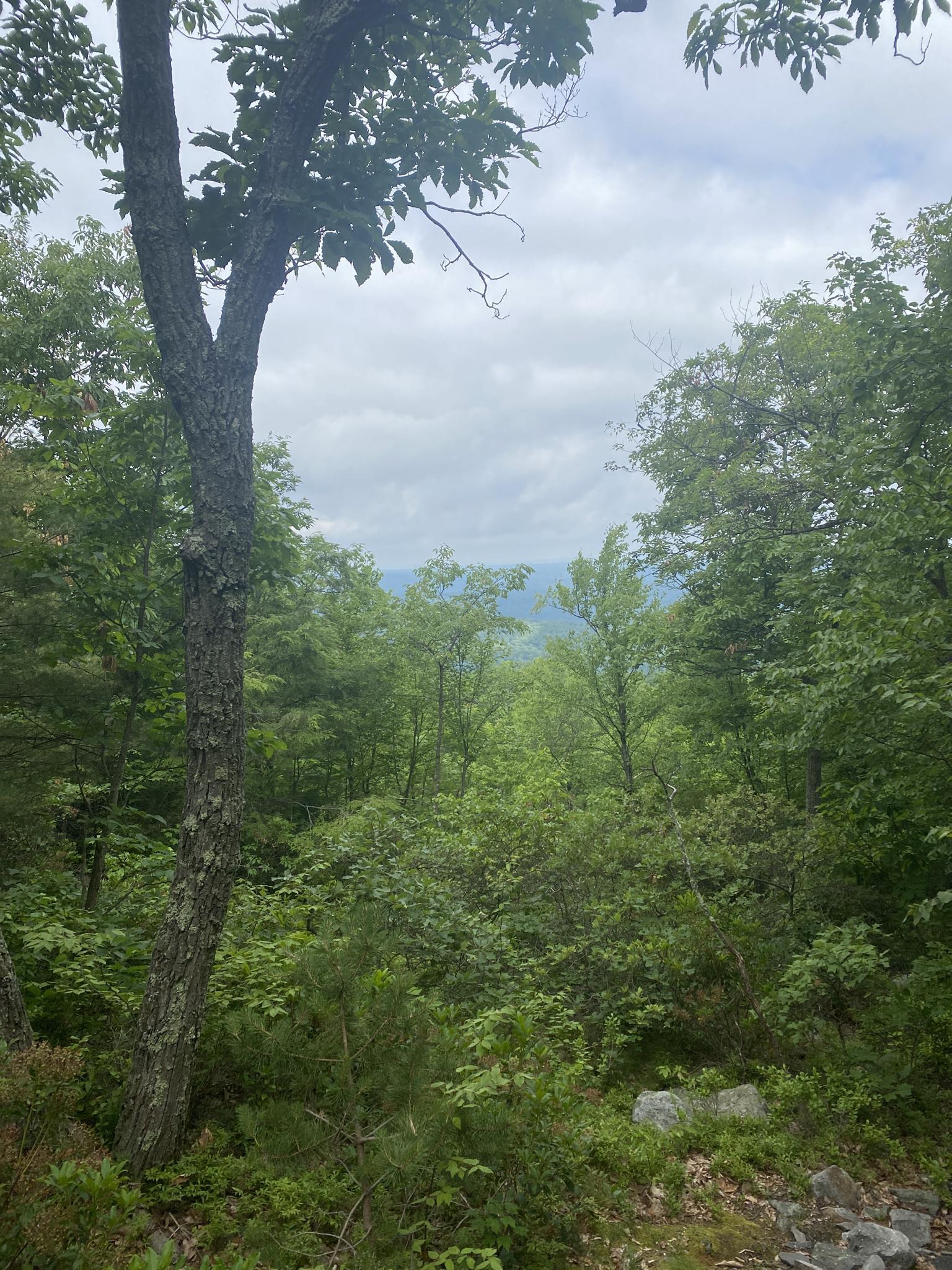 Forest view from a hill, showing distant green hills under cloudy sky.