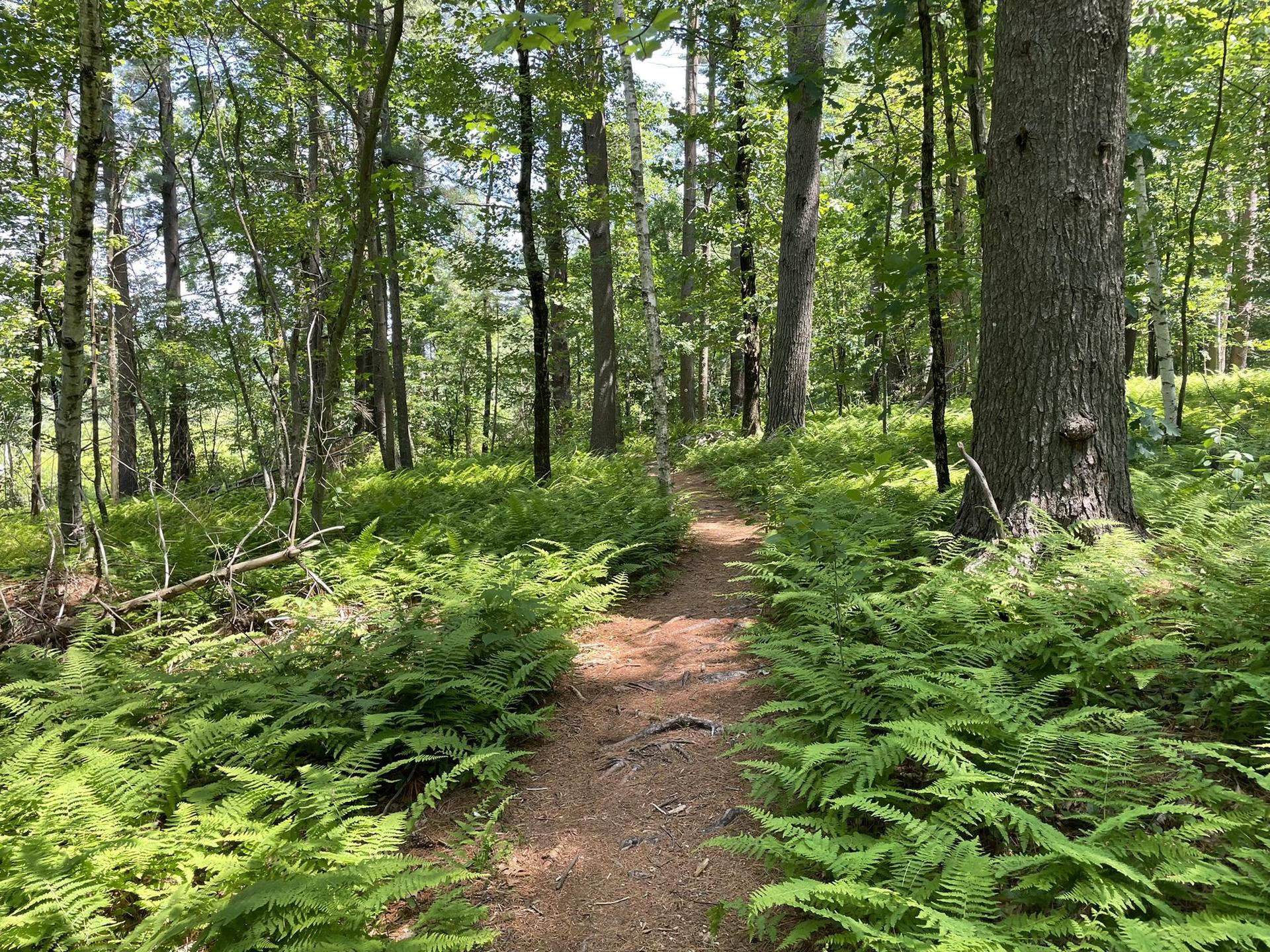 A sunlit dirt path winds through a lush green forest with abundant ferns.