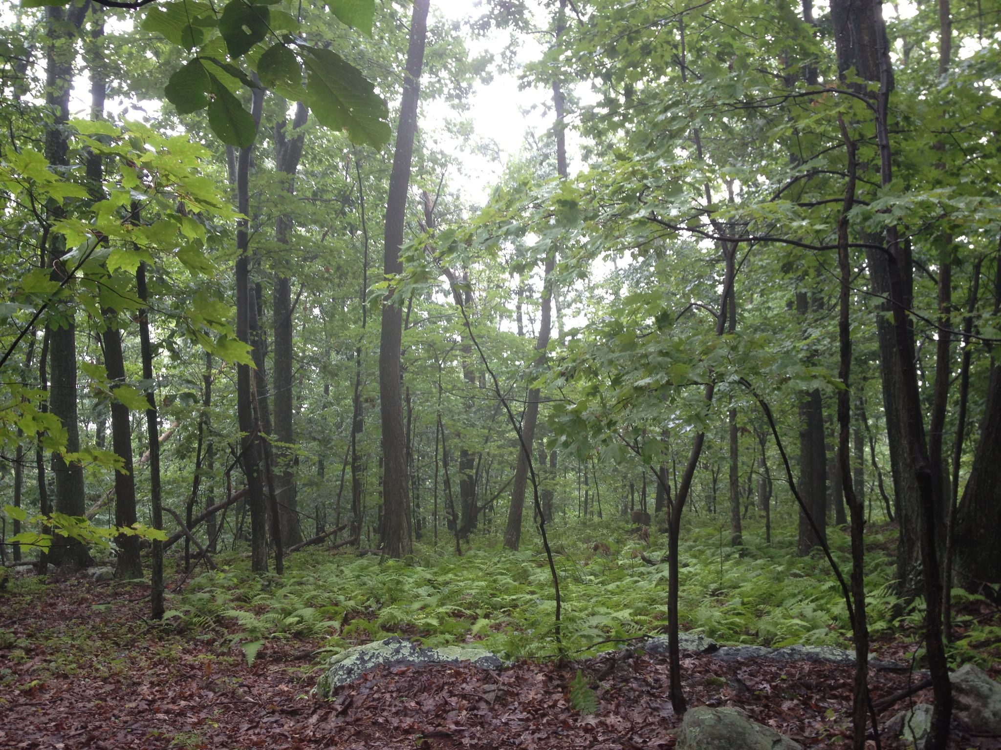 Dense, lush forest with ferns and trees under soft, overcast light. - Perimeter Trail and Power Line Trail Loop