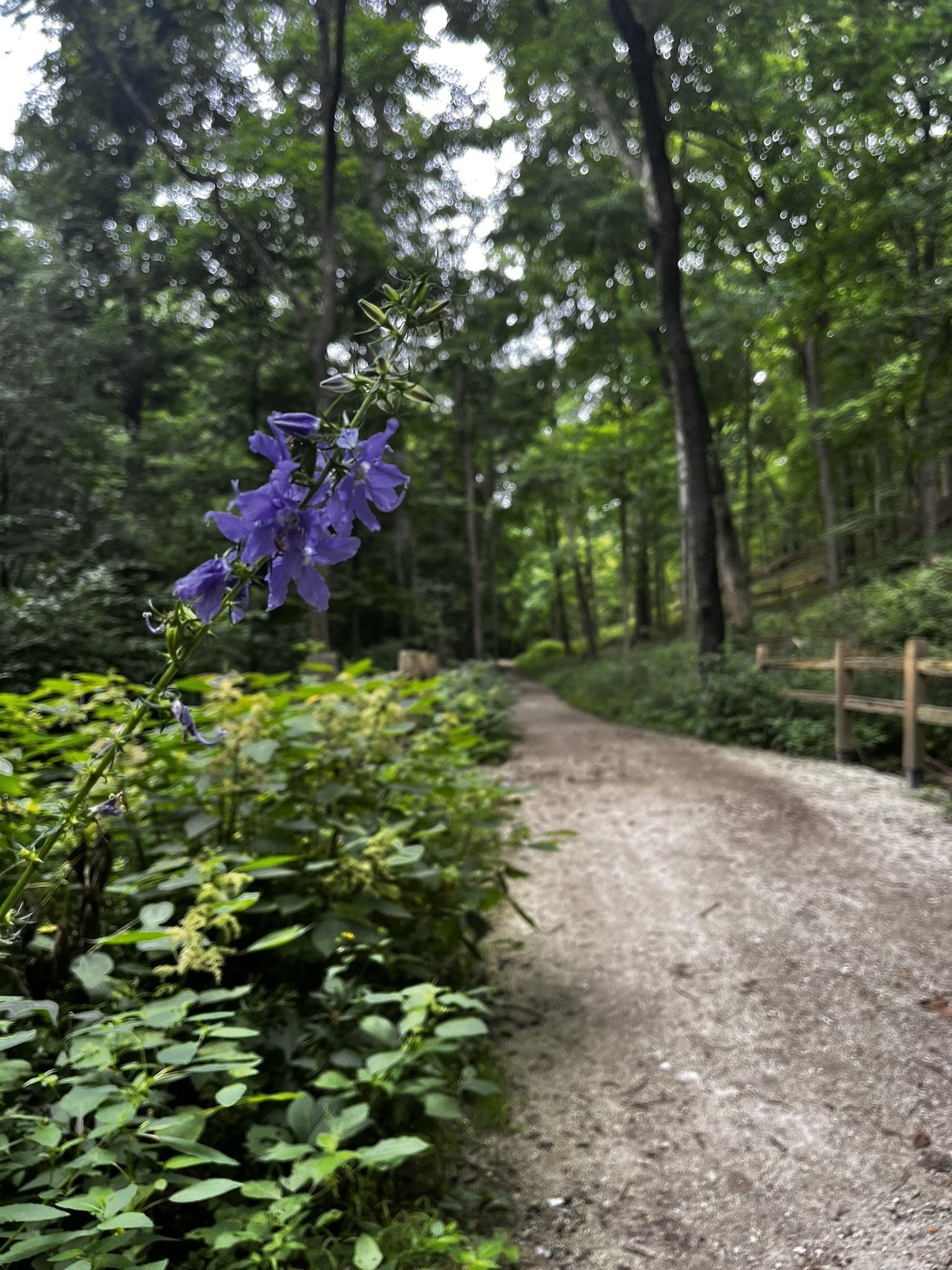 Close-up of purple flowers next to a gravel path in a green forest.