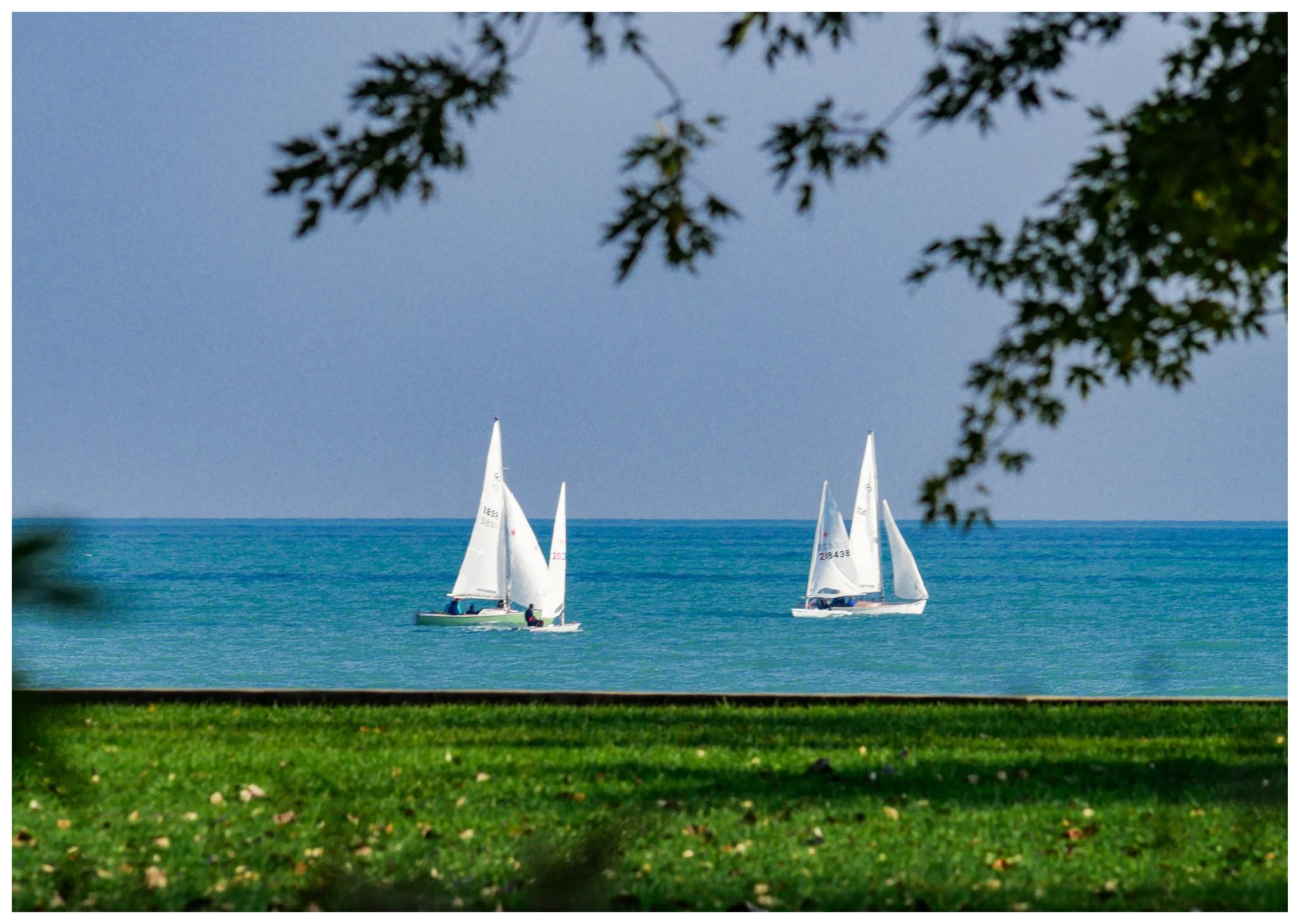 Two white sailboats on blue water, framed by green grass and tree branches. - Montrose Harbor Trail