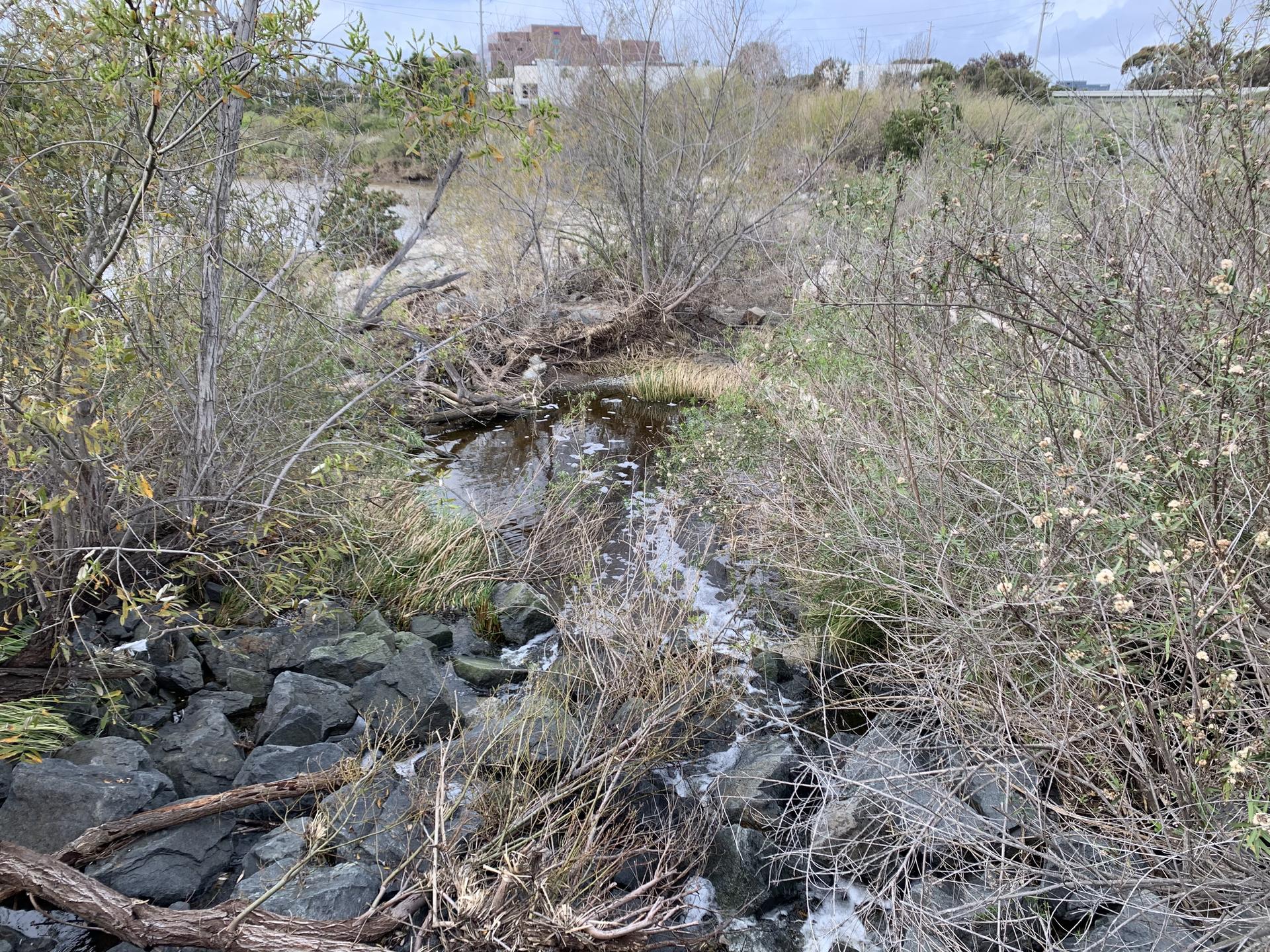 A small stream flows over rocks surrounded by dense, dry bushes.