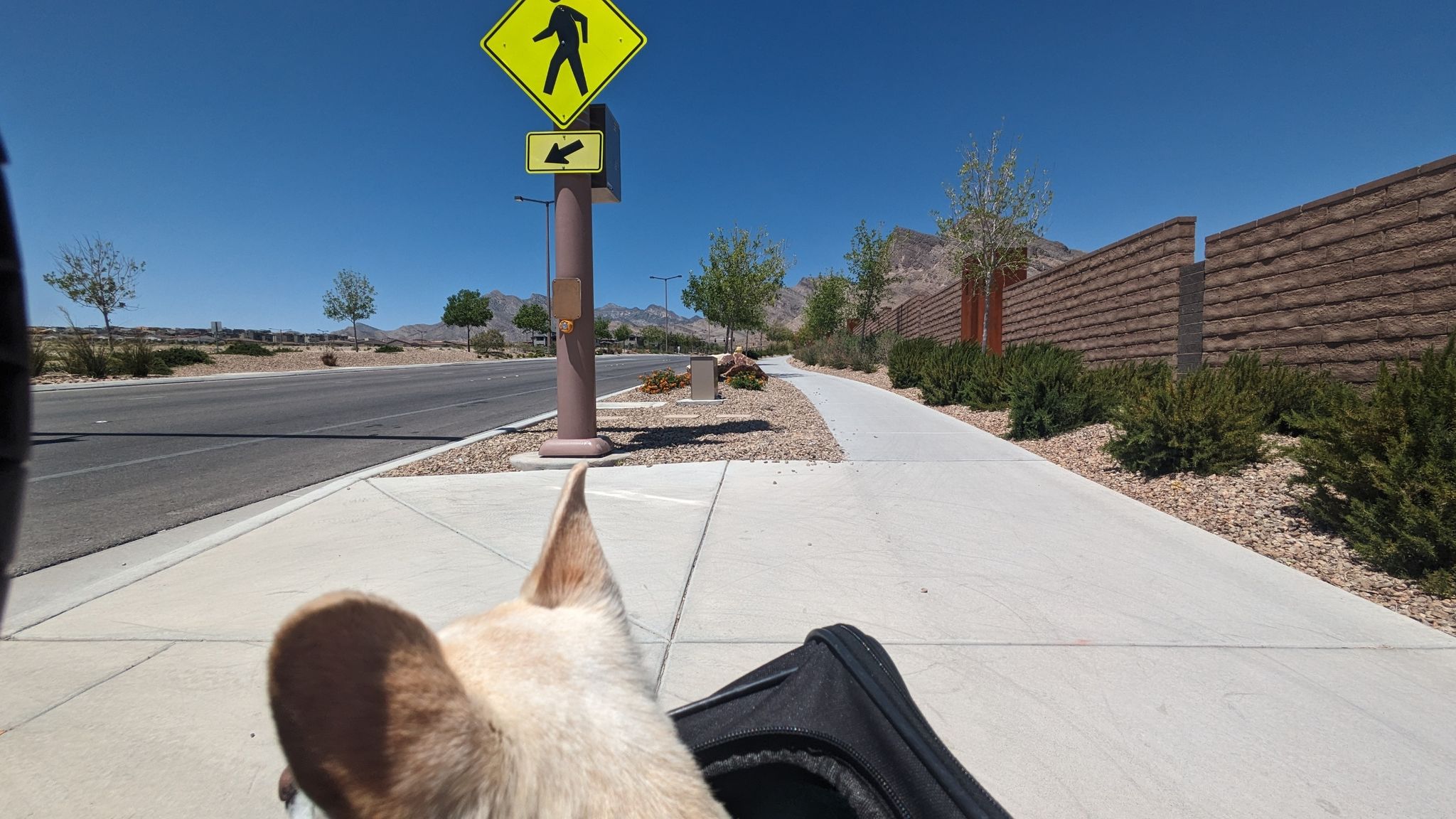 Dog's head in a stroller on a sunny sidewalk next to a street. - Western and Northern Beltway Trail Loop