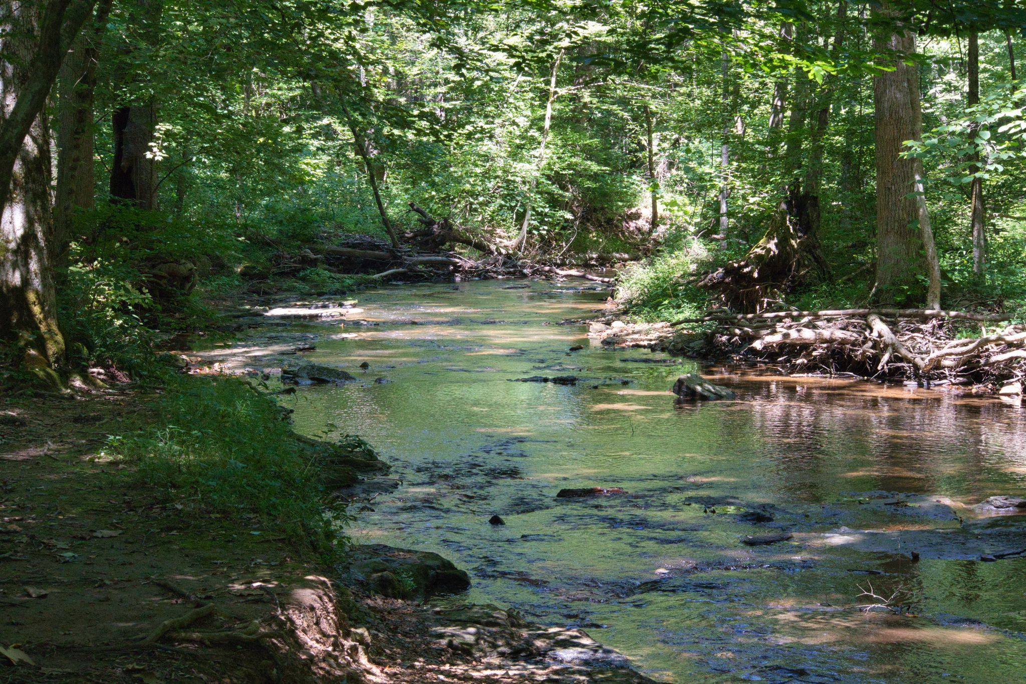 A shallow, rocky stream flows through a sun-dappled, dense green forest. - Franklin to Montgomery Bell State Park loop via Old Town Archaeological Site