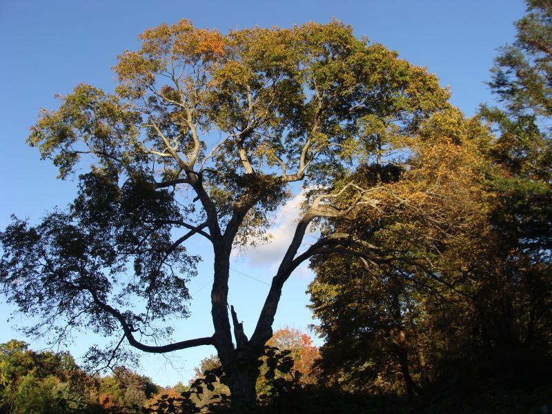 A large tree with green and golden leaves under a bright blue sky.