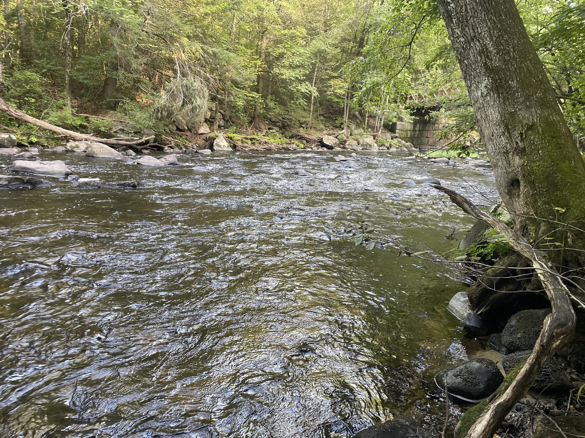 Rushing river water flows past a mossy tree trunk and green forest. - Mass Central Rail Trail