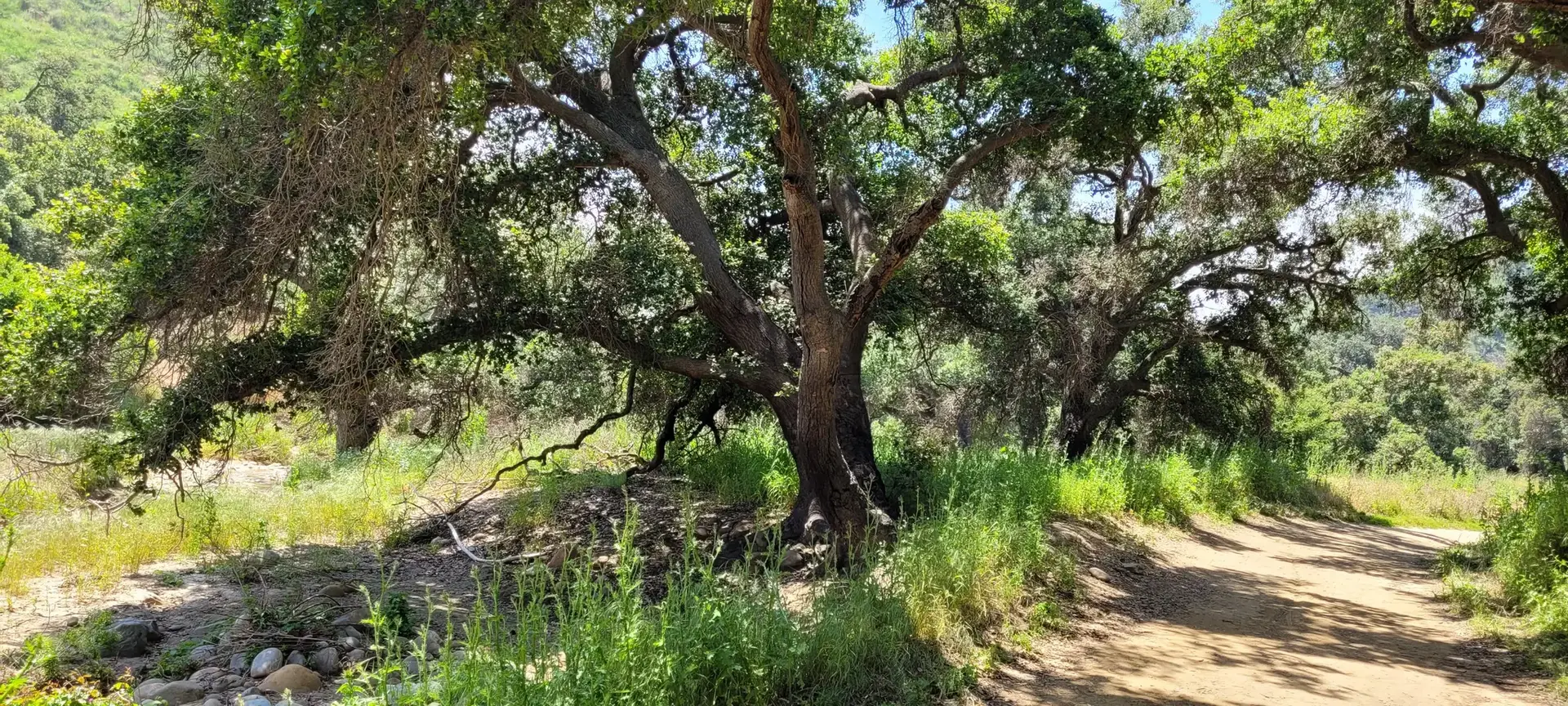 Bright sunlight illuminates a dirt path next to a rocky stream and large trees.