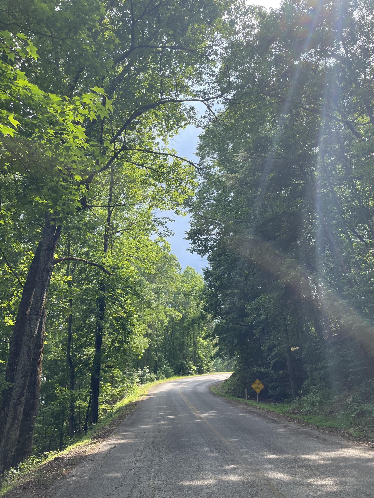 Sunny winding road through a dense green forest with dappled light.