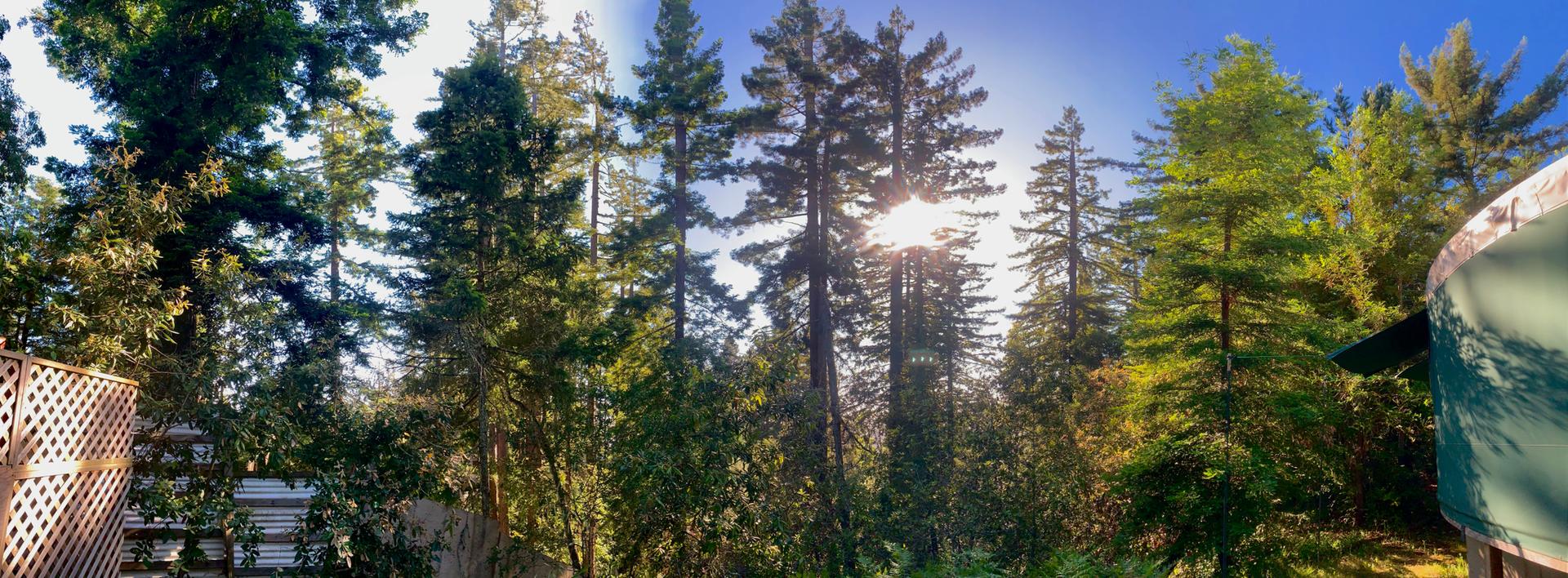 Sunlight streams through tall evergreen trees against a bright blue sky.