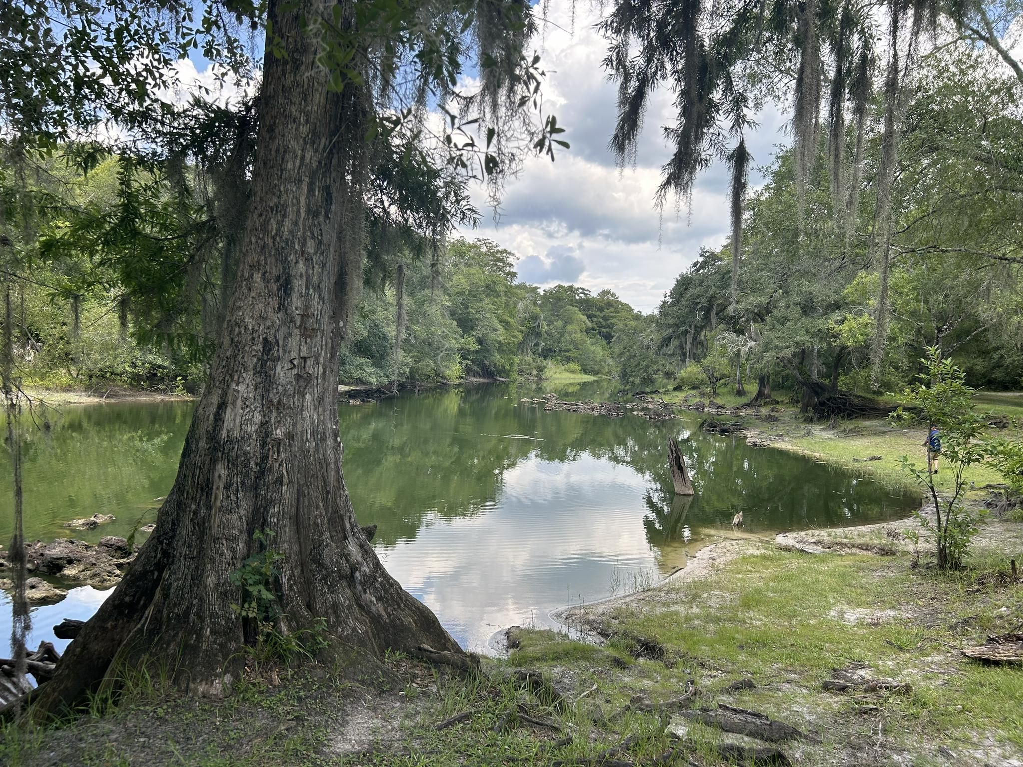 Large moss-draped tree by calm water, surrounded by lush green forest under cloudy sky. - Croom Trail