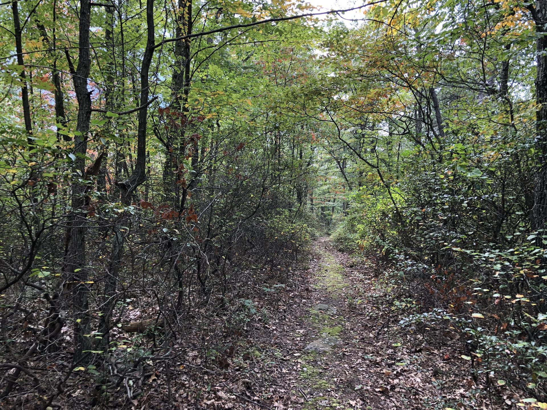 A narrow, leaf-covered path winds through a dense, green forest on an overcast day.