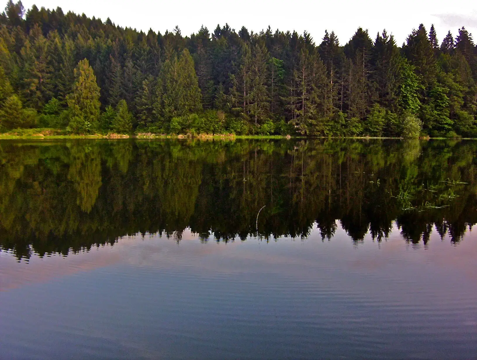 Dense green forest perfectly reflected in the still, dark water of a lake.