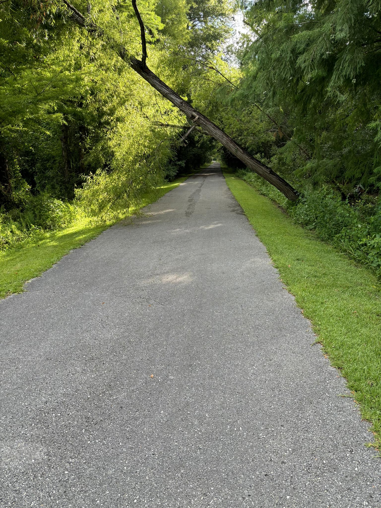 Paved path through green trees with a large fallen tree across it.