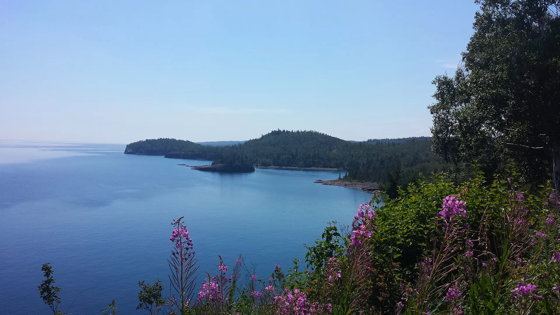 Calm blue bay with forested islands, framed by pink wildflowers in sunlight.