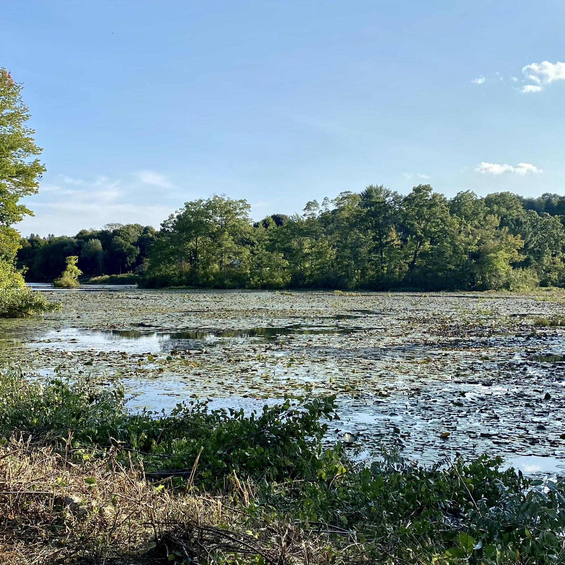 Sunny lake covered in lily pads, surrounded by lush green trees.