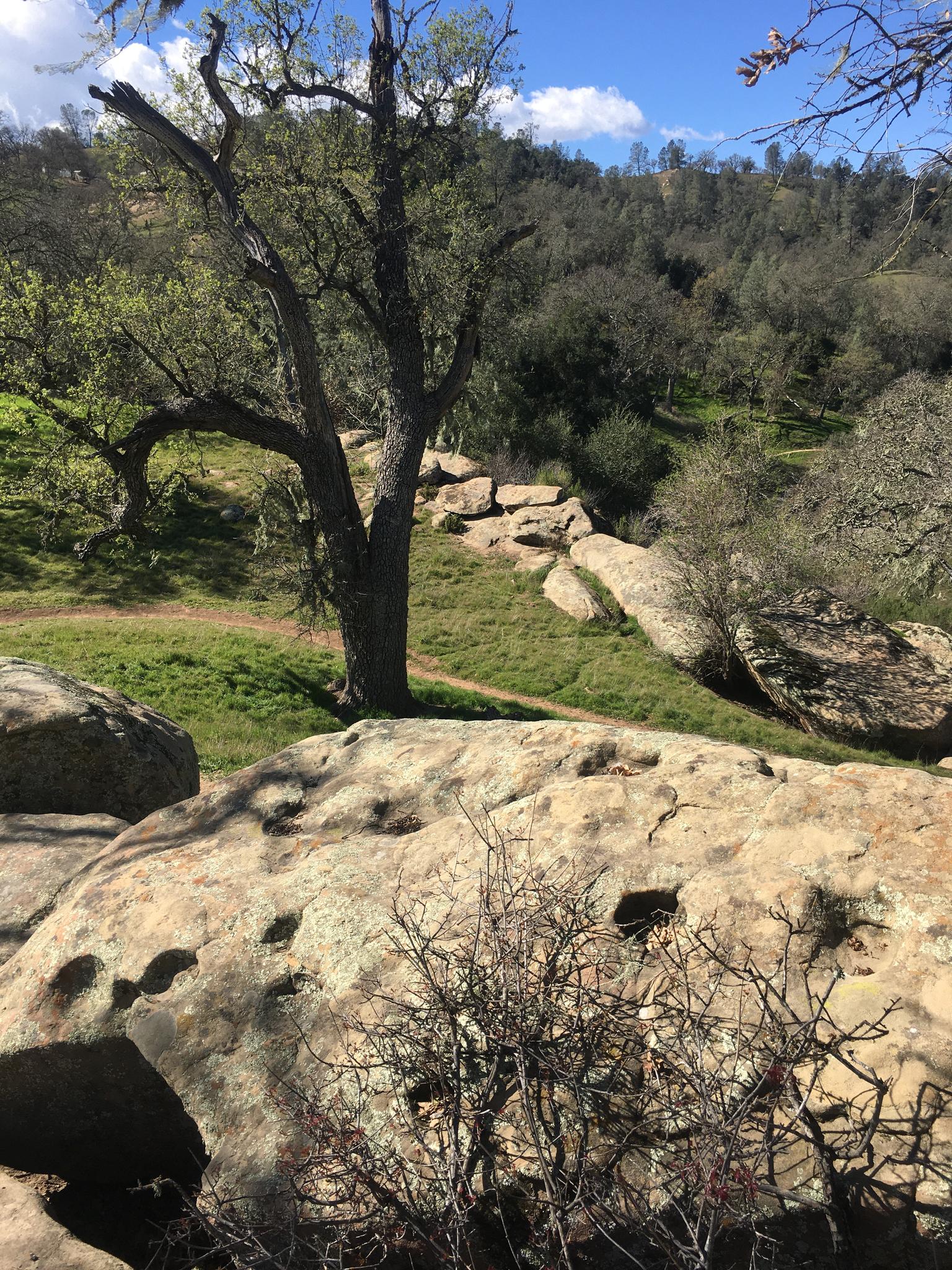Large boulders and a gnarled tree on a sunny, green hillside.