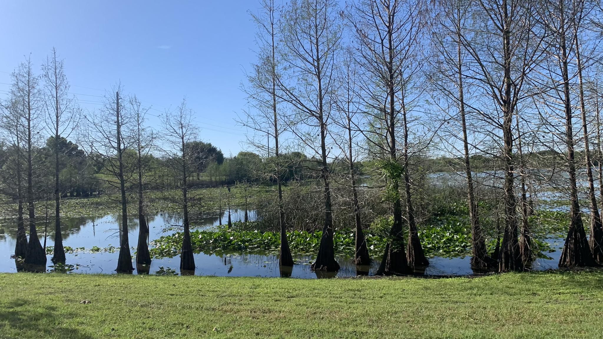 Bare cypress trees standing in water with lily pads, green grass foreground. - Shingle Creek Trail and Lake Fran Trail Loop