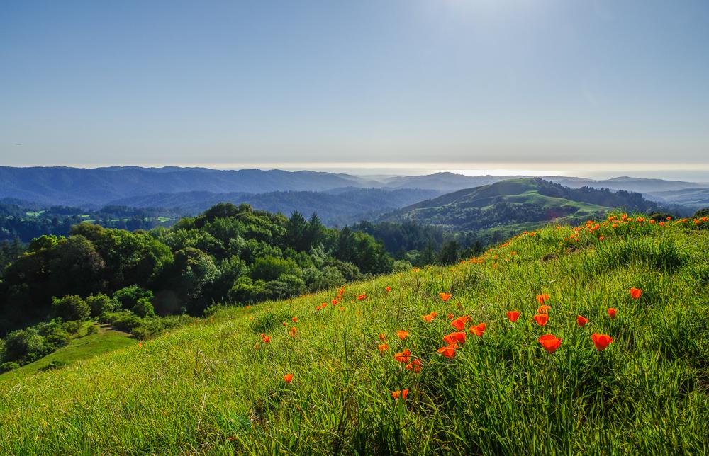Vibrant green hillside covered in orange poppies overlooks hazy distant mountains.