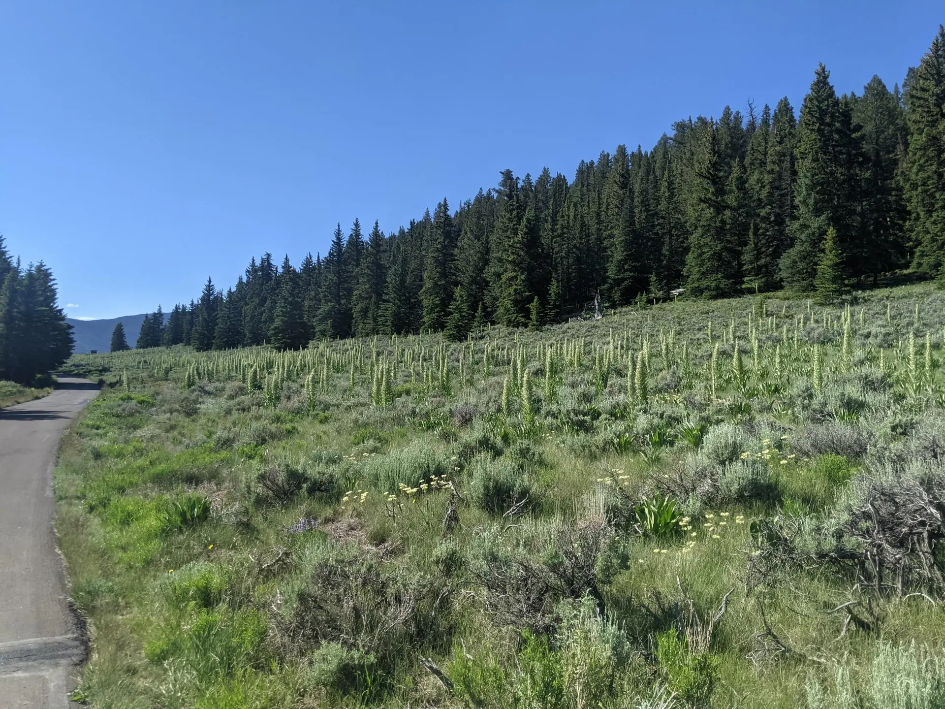 Sunny hillside with tall green plants, a forest, and a paved road.