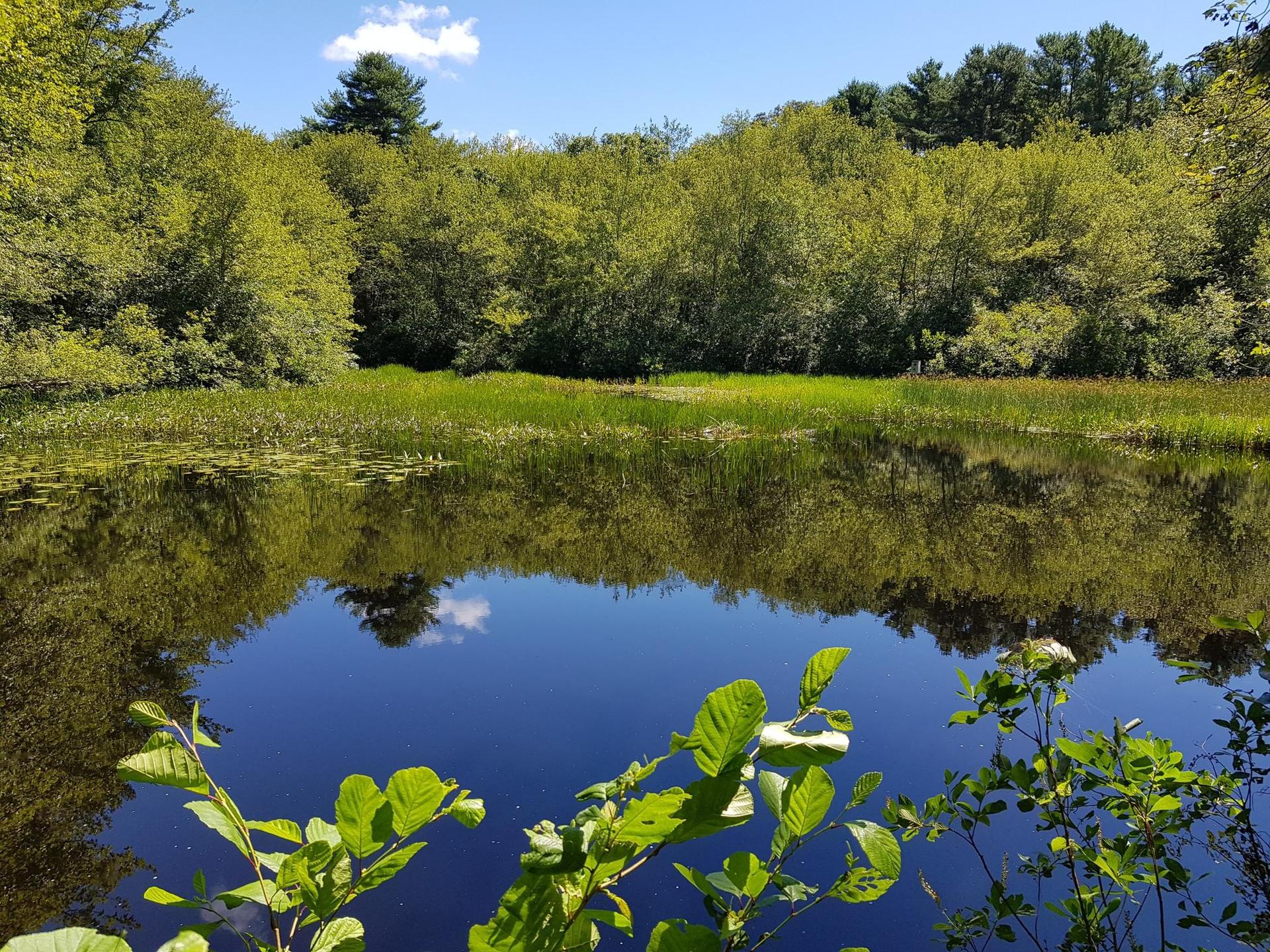 Sunny pond reflecting green trees and blue sky, with foreground foliage.