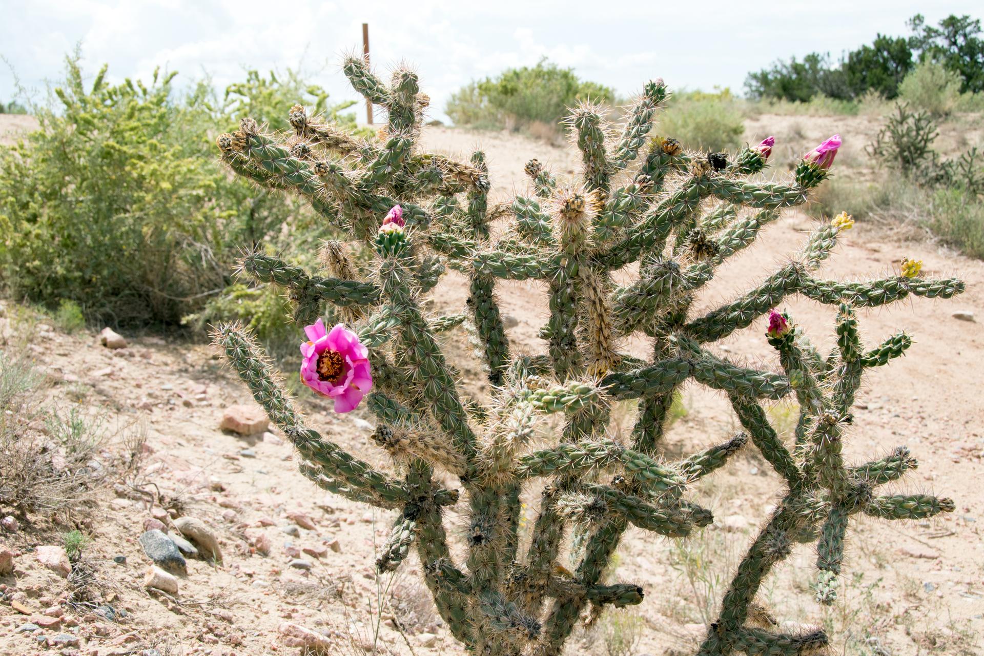 Close-up of a cholla cactus with vibrant pink flowers in arid terrain.