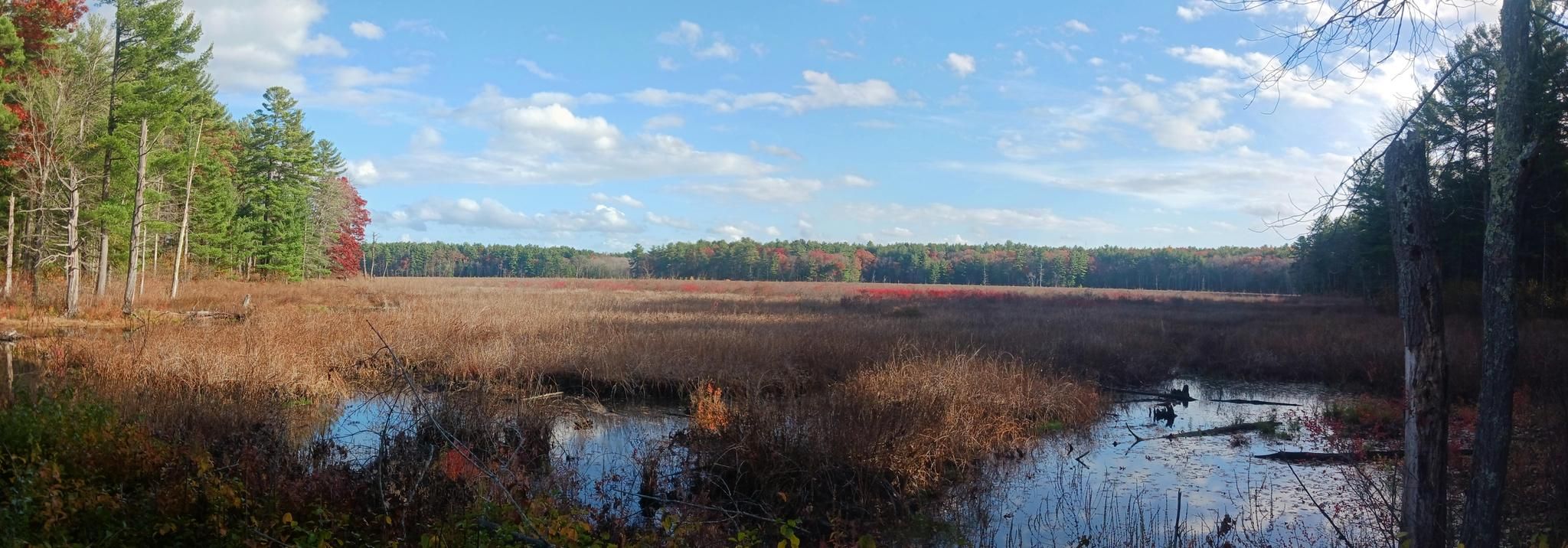 Panoramic view of a vast sunny marsh with distant autumn trees. - Scarlet Brook Loop