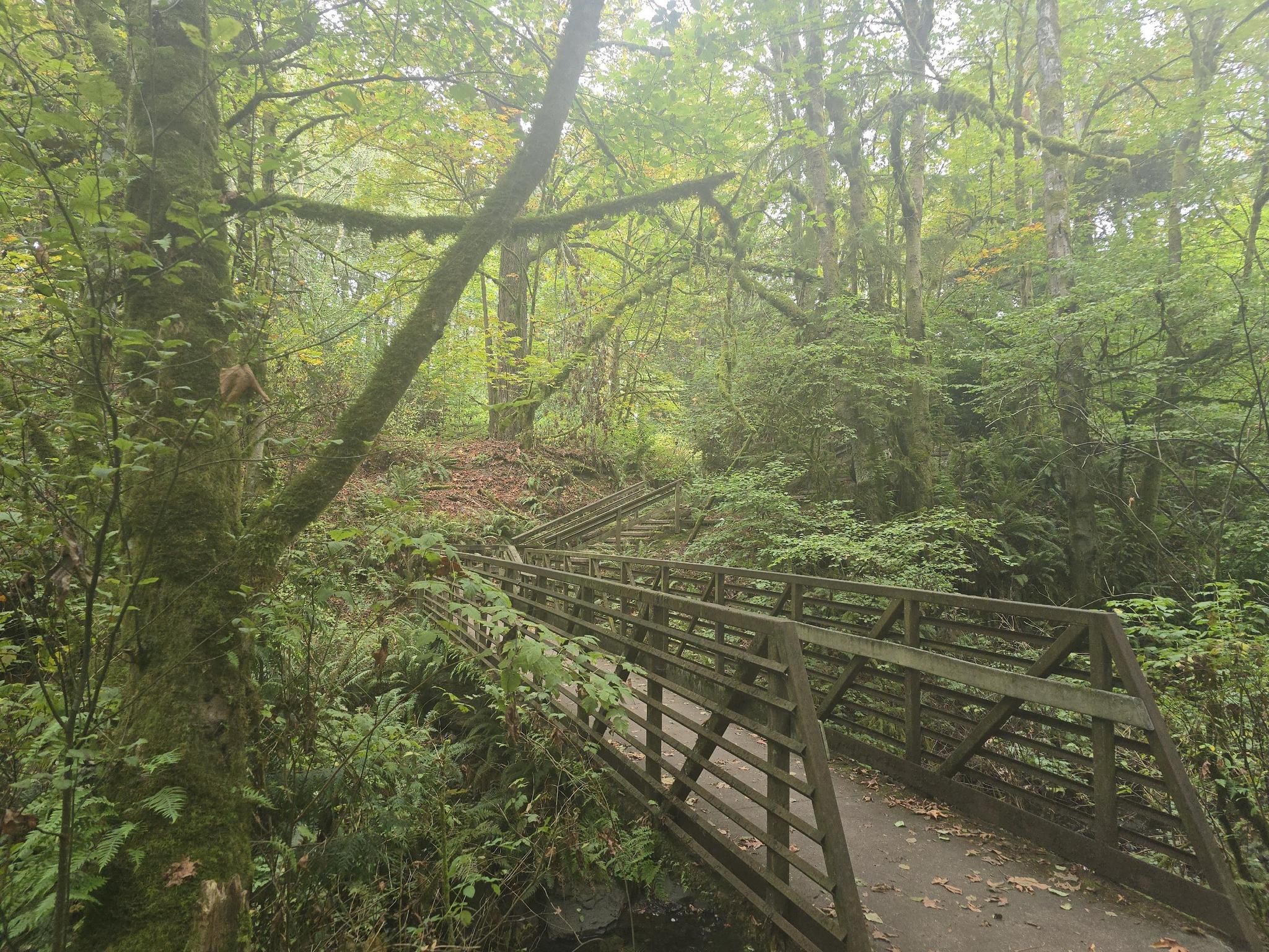 Wooden bridge and stairs winding through a lush, green, mossy forest. - Des Moines Creek Trail loop from Des Moines