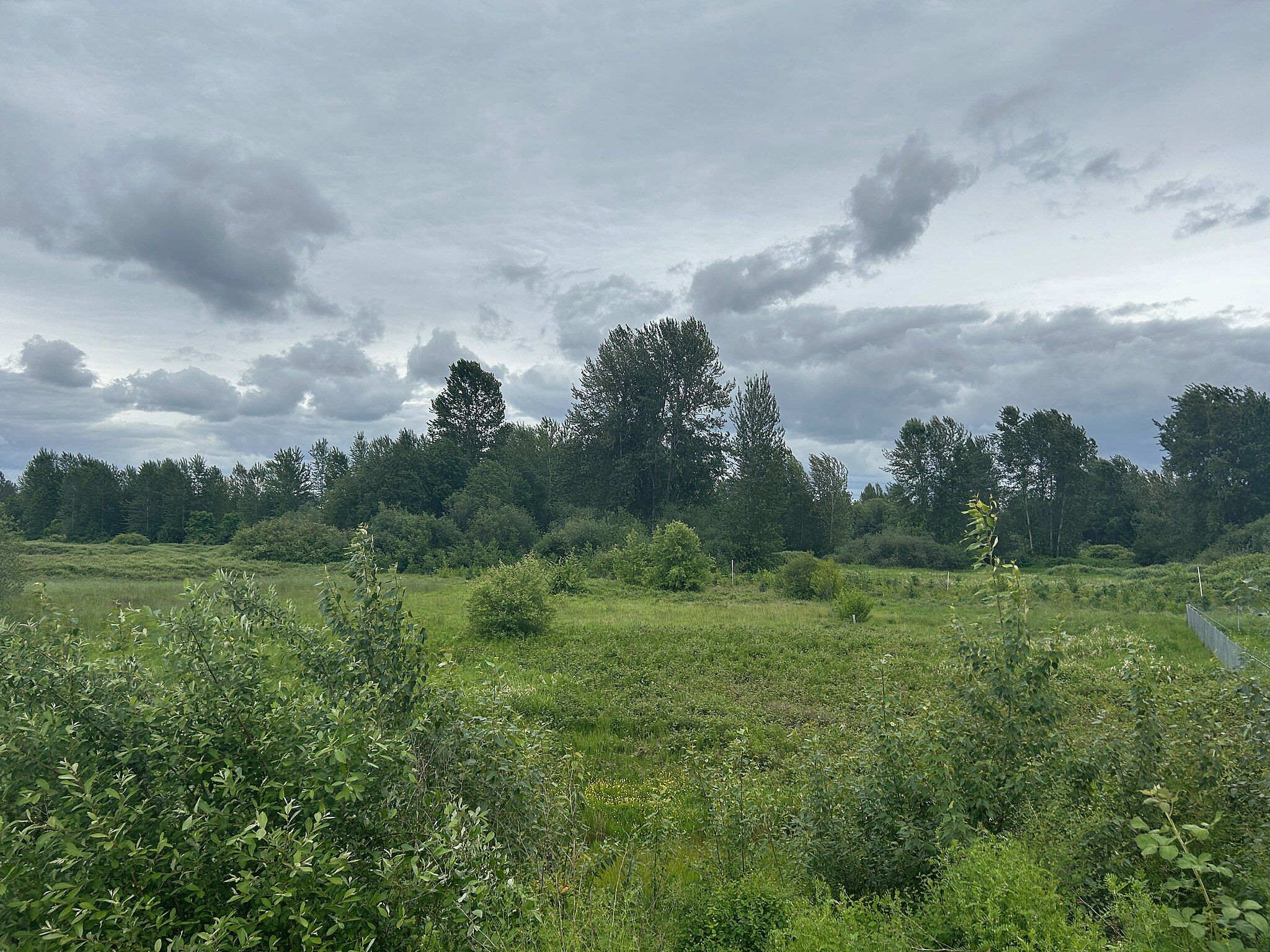 Wide green field with dense trees under a cloudy, overcast sky. - Van Doren's Landing Park – Tukwila Pond Park loop from Kent
