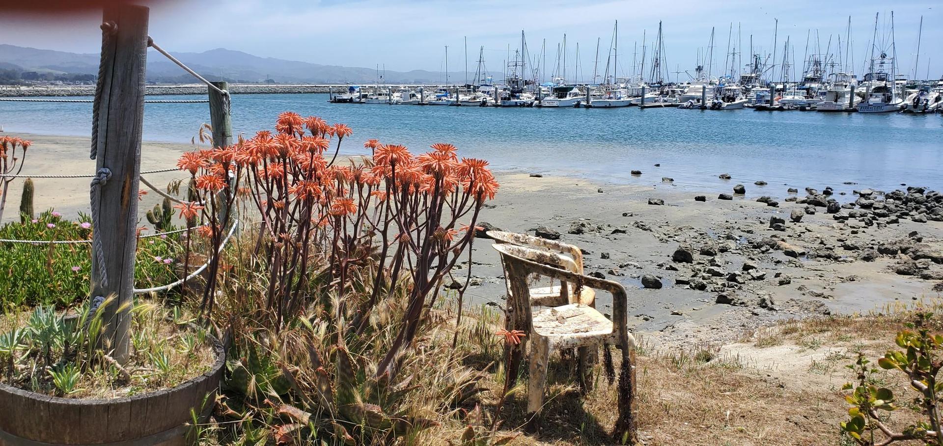 Orange flowers and an old chair by a harbor with many boats.