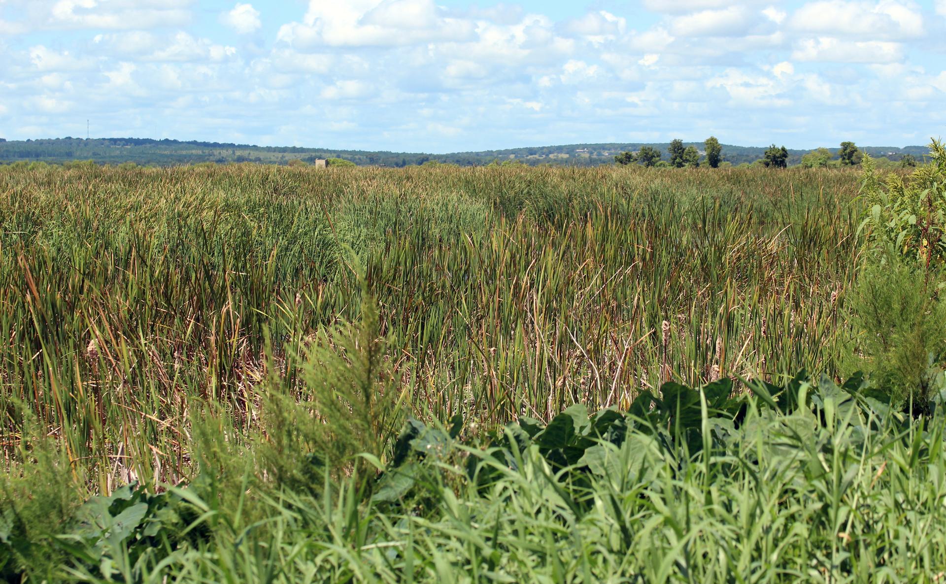 Vast field of tall green and brown reeds under a bright, cloudy sky.