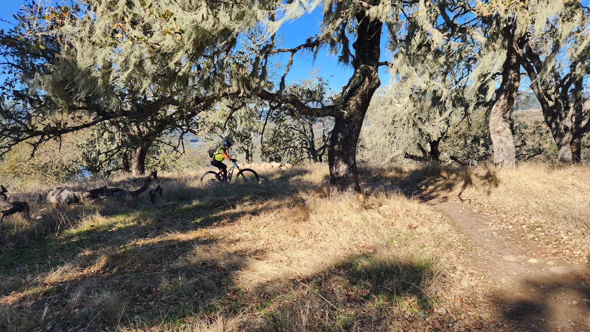 Sunny scene of a mountain biker on a dirt trail among mossy trees. - Las Posadas State Forest loop via Camp Road