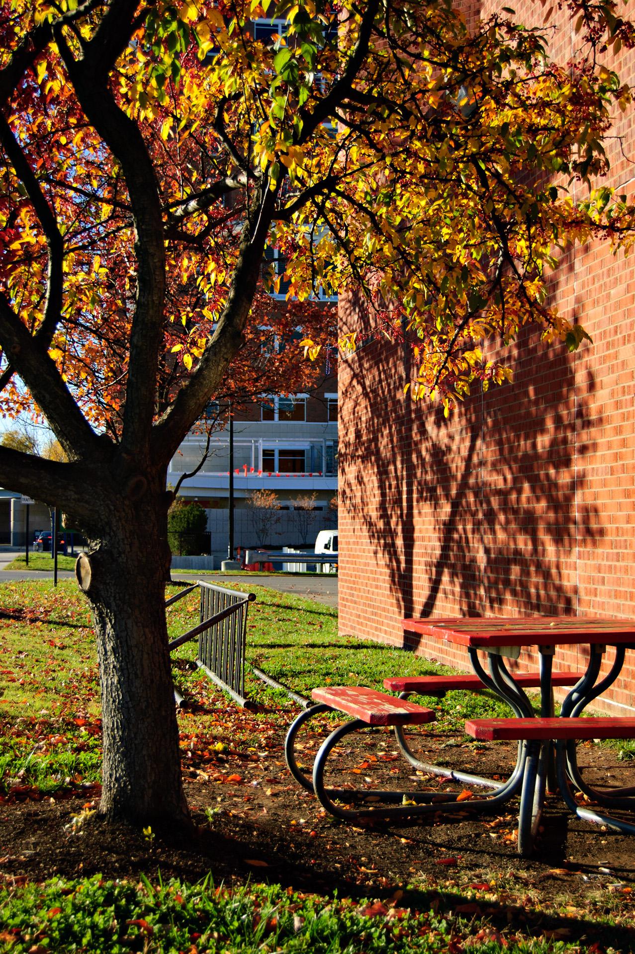 A tree with vibrant autumn leaves next to a picnic table on a sunny day.