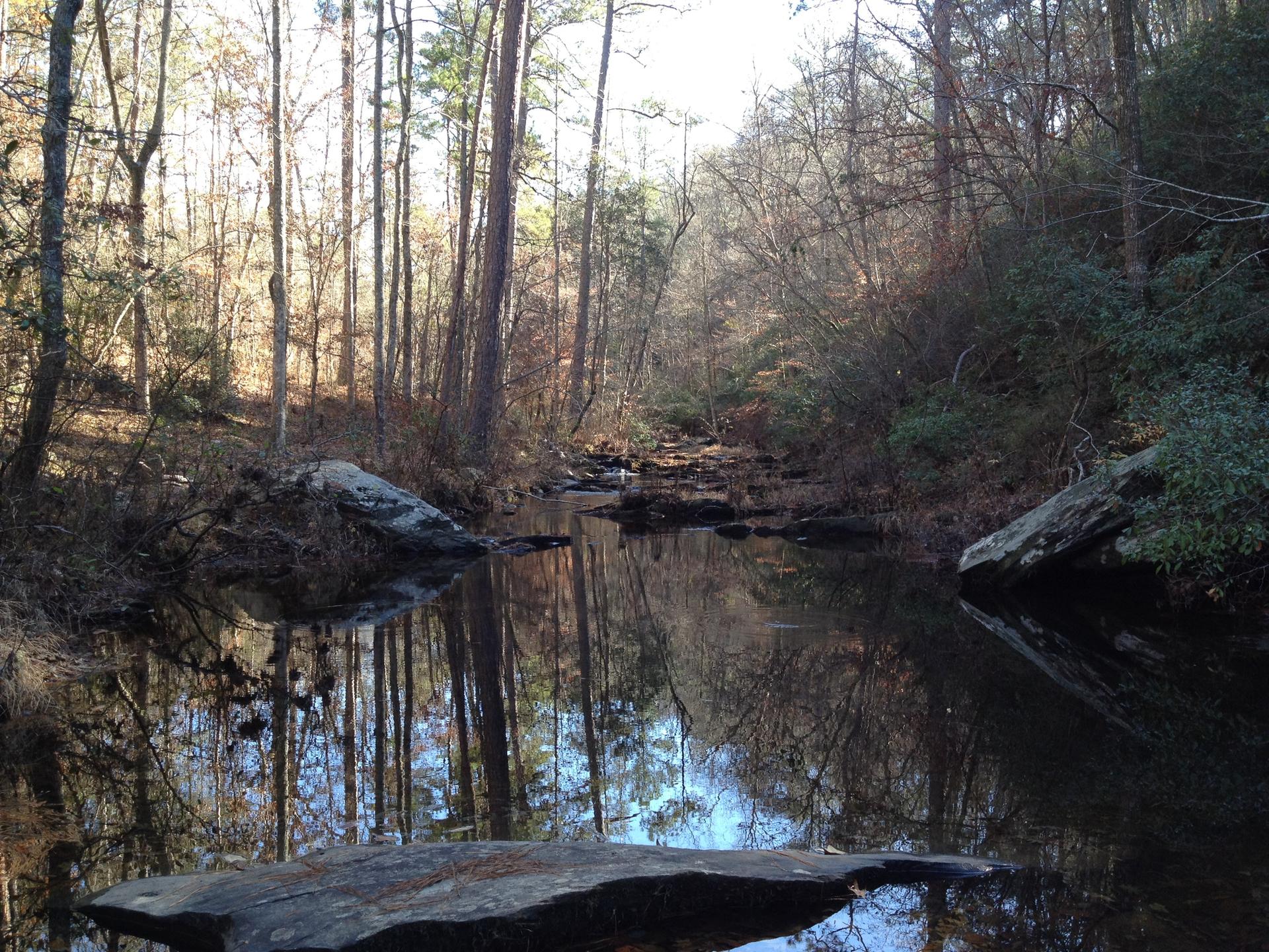 Wide, calm forest stream reflecting tall trees on a sunny day.