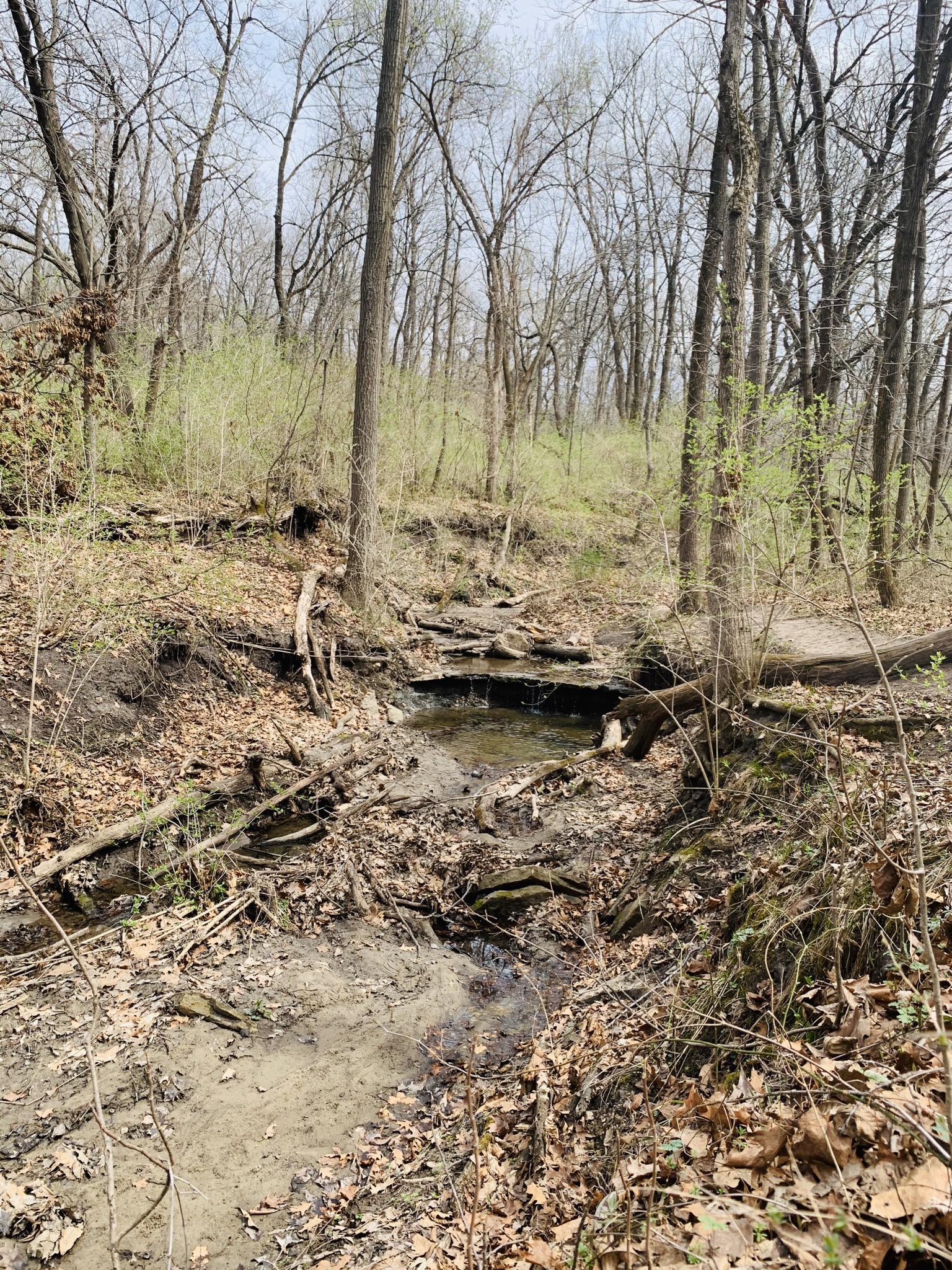 Overcast forest scene with a muddy stream and early spring foliage.
